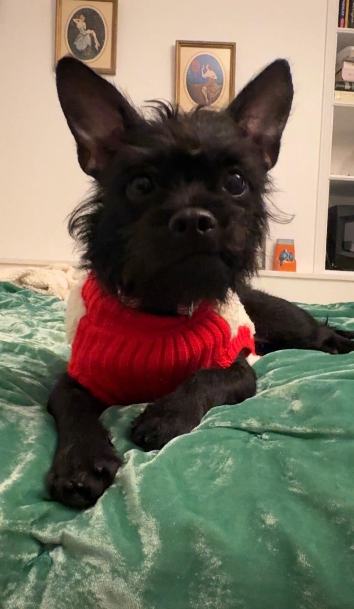 BEV, a ADOPTABLE mixed breed in El Segundo, CA image 3/5