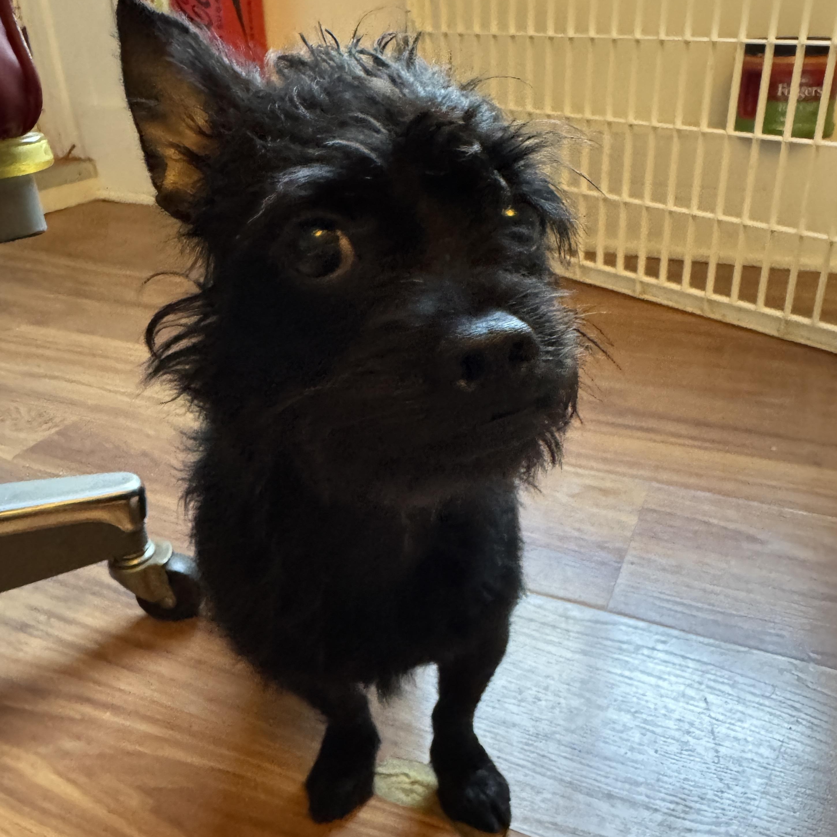 BEV, a ADOPTABLE mixed breed in El Segundo, CA image 1/5