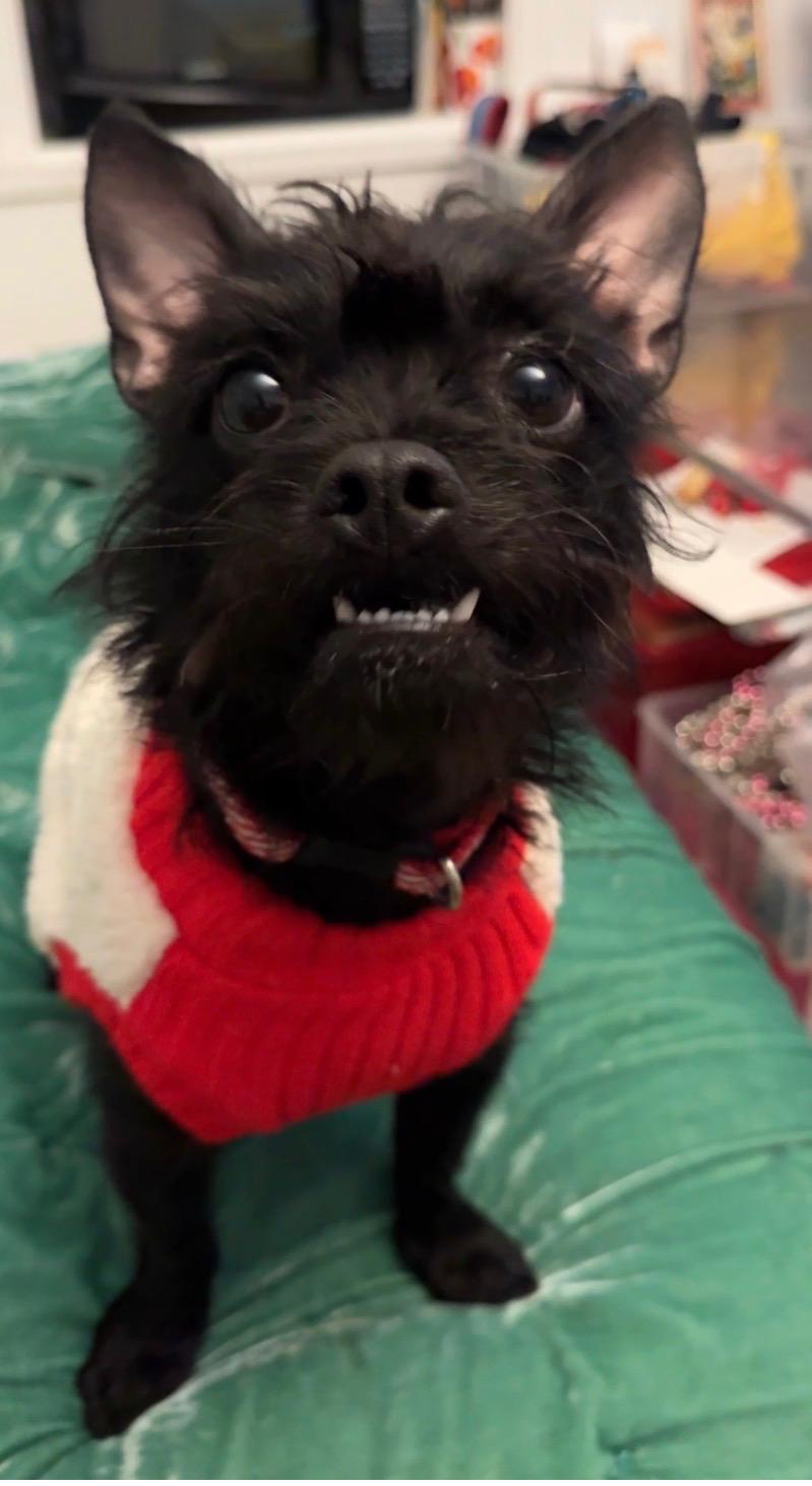 BEV, a ADOPTABLE mixed breed in El Segundo, CA image 4/5