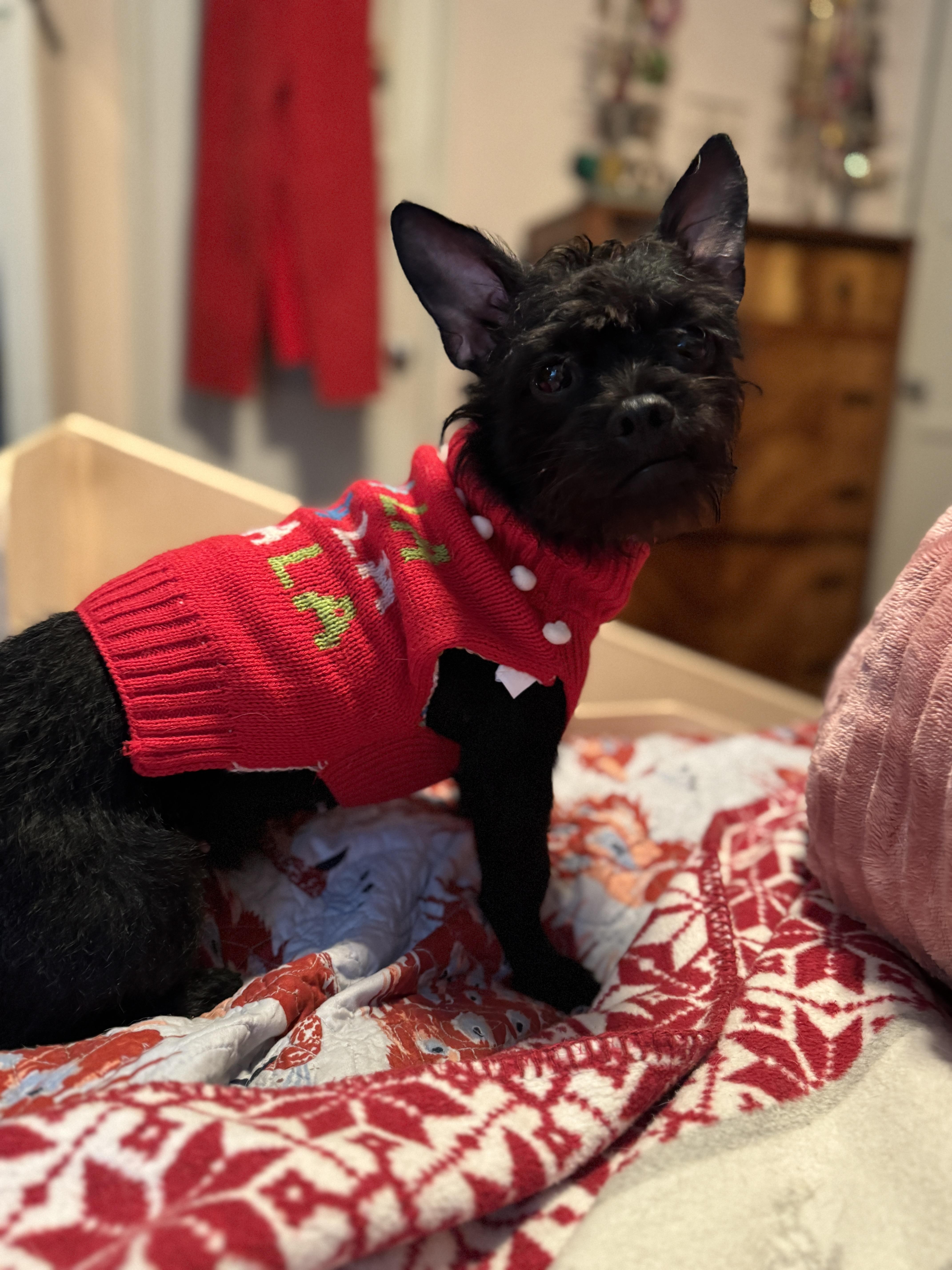 BEV, a ADOPTABLE mixed breed in El Segundo, CA image 2/5