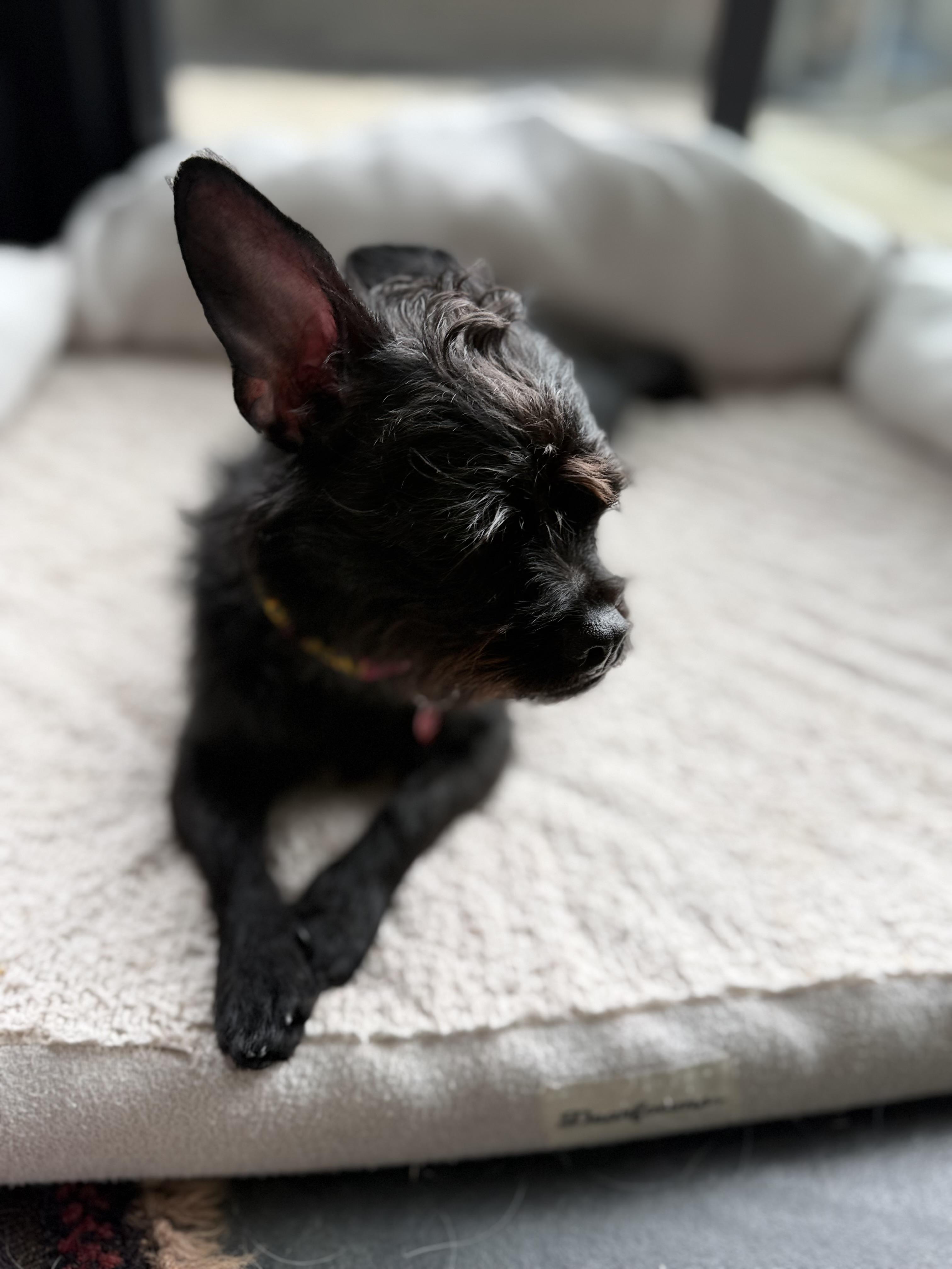 LULU, a ADOPTABLE mixed breed in los angeles, CA image 4/6