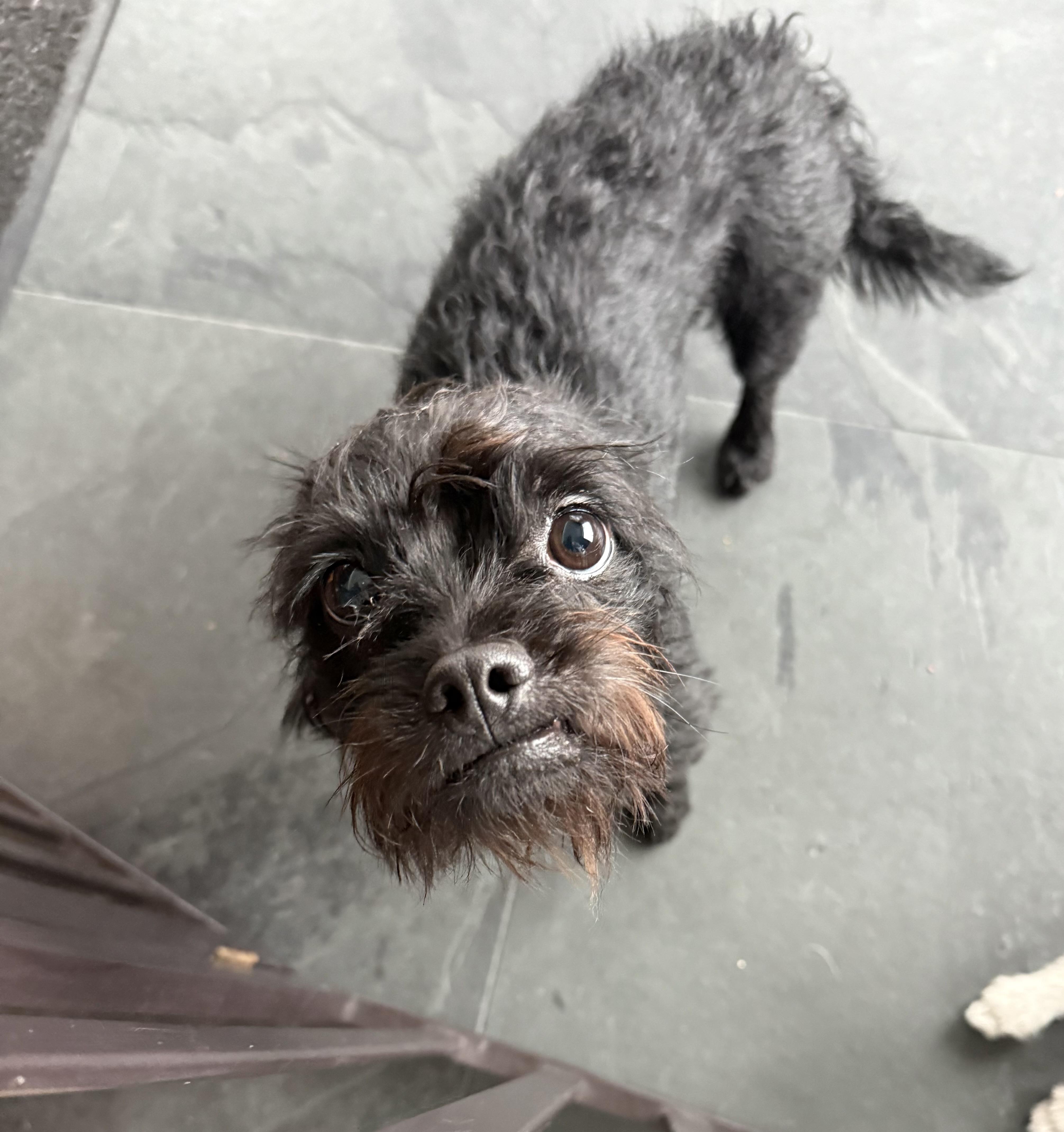 LULU, ADOPTABLE, Young Female Affenpinscher & Dachshund.