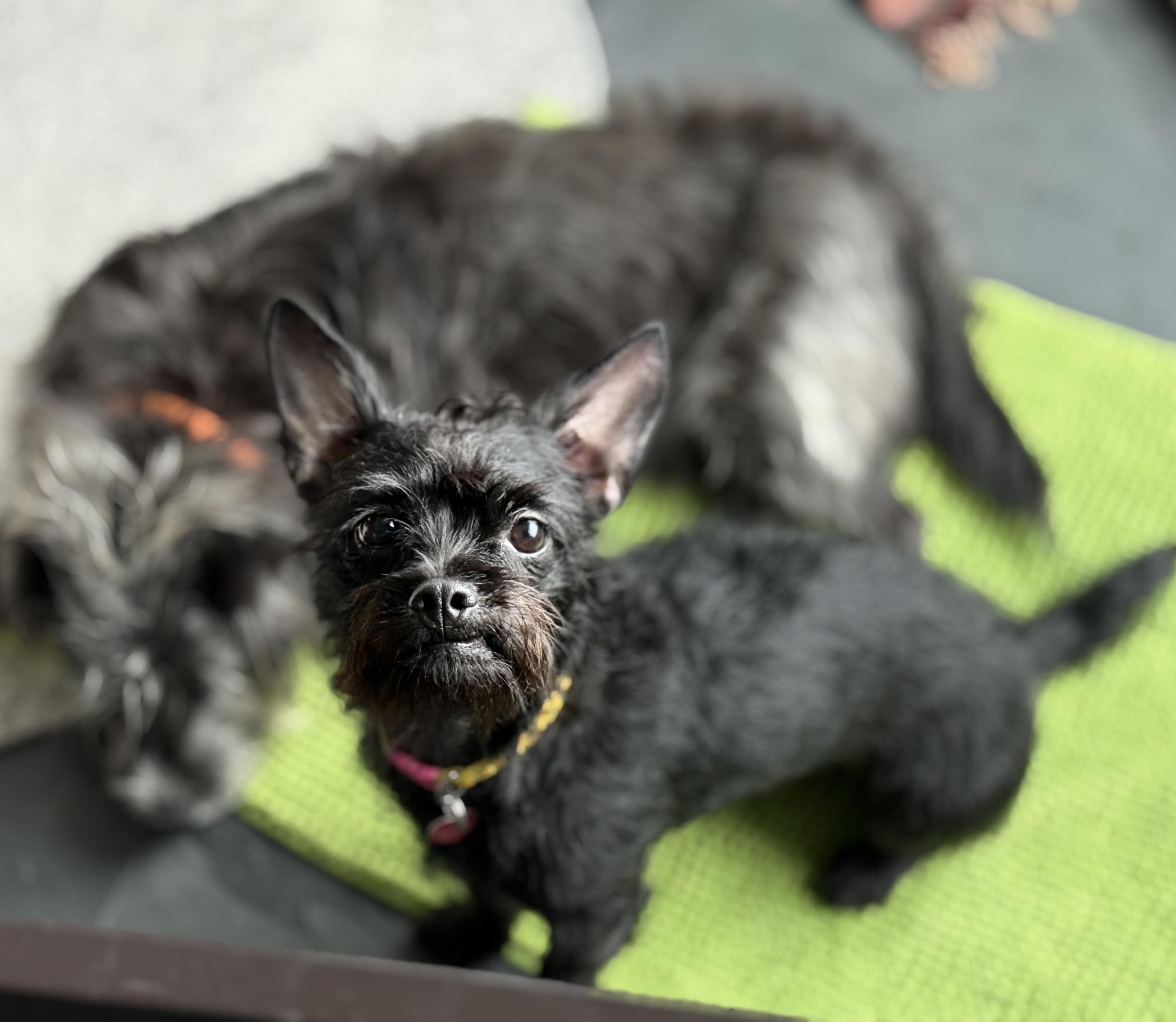 LULU, a ADOPTABLE mixed breed in los angeles, CA image 2/6