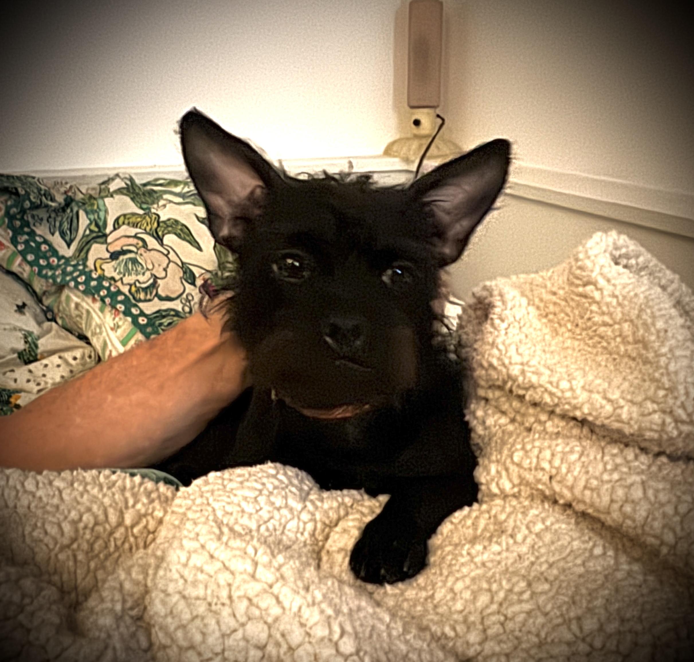 BEV, a ADOPTABLE mixed breed in El Segundo, CA image 5/5