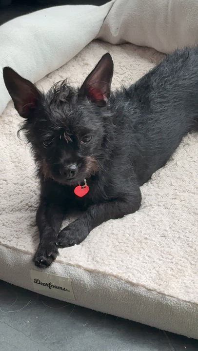 Enlarge LULU, a ADOPTABLE mixed breed in los angeles, CA video 6/6