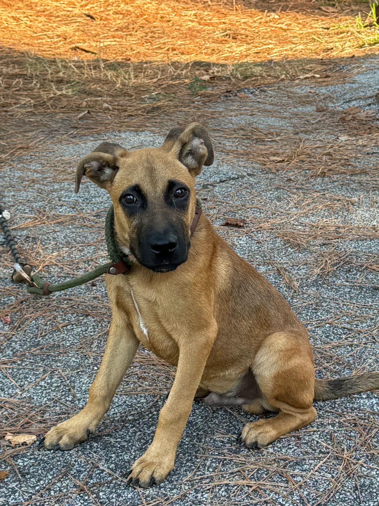 Enlarge Wesley, a Adoptable Mixed Breed in Sumter, SC image 1/1