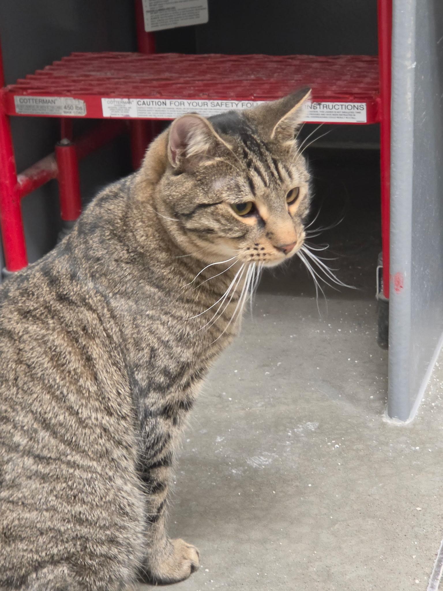Enlarge Sir Auto, a Adoptable Domestic Short Hair in Pocatello, ID image 4/4