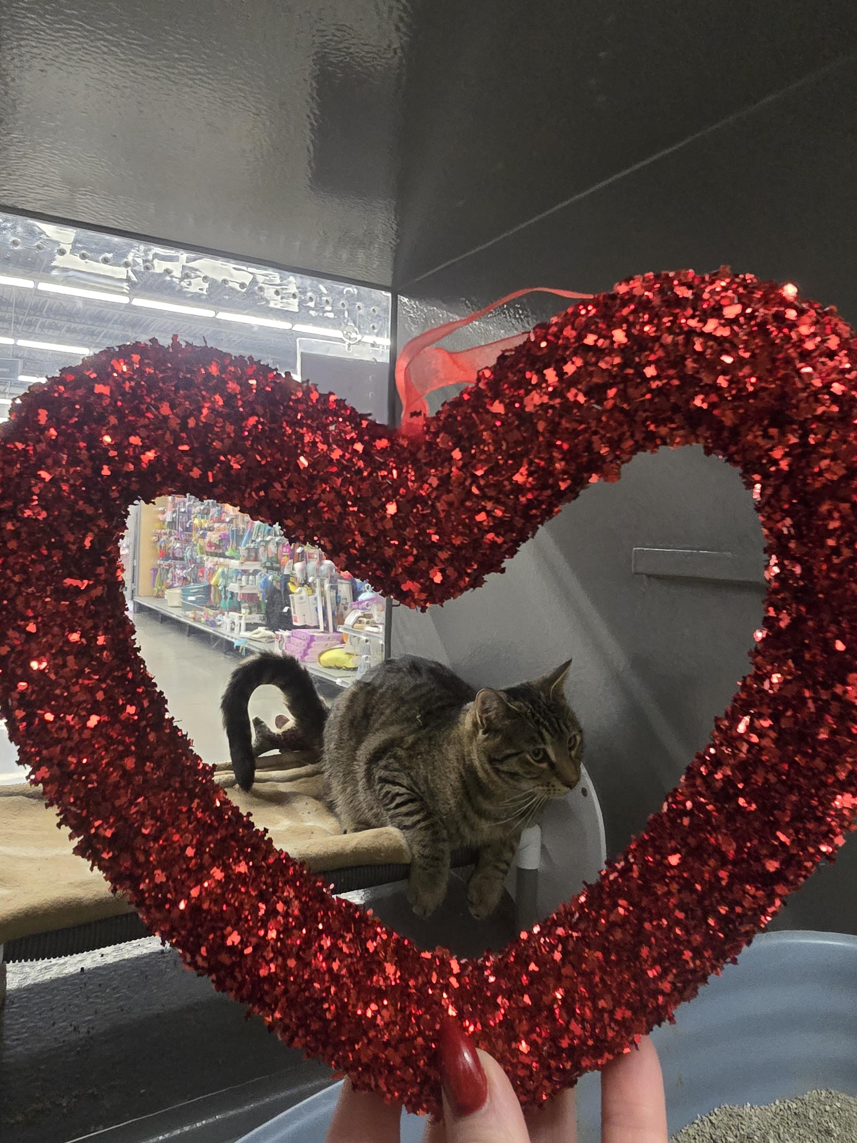 Enlarge Sir Auto, a Adoptable Domestic Short Hair in Pocatello, ID image 1/2