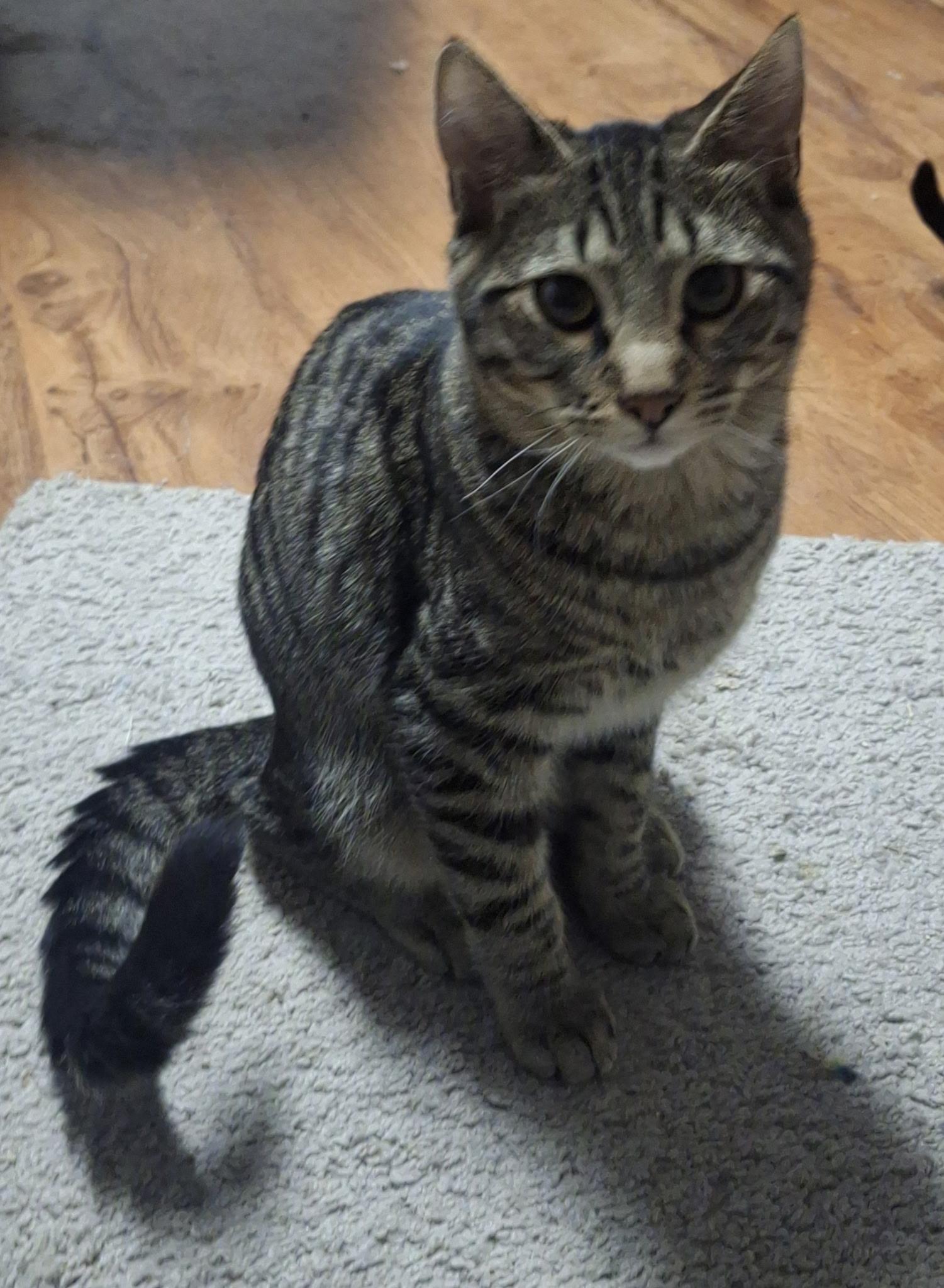 Enlarge Sir Auto, a Adoptable Domestic Short Hair in Pocatello, ID image 2/2