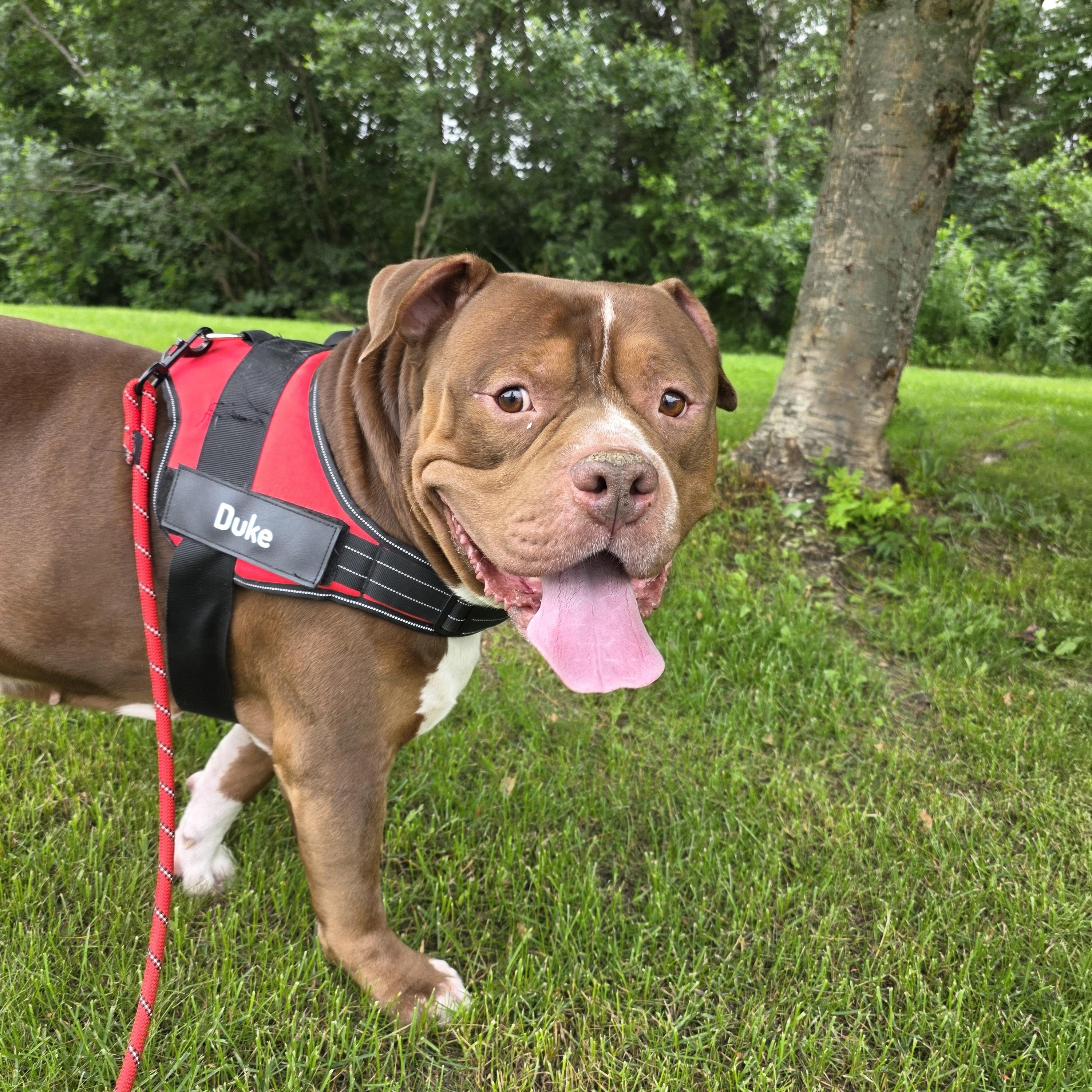 Duke, Adoptable, Adult Male Pit Bull Terrier.