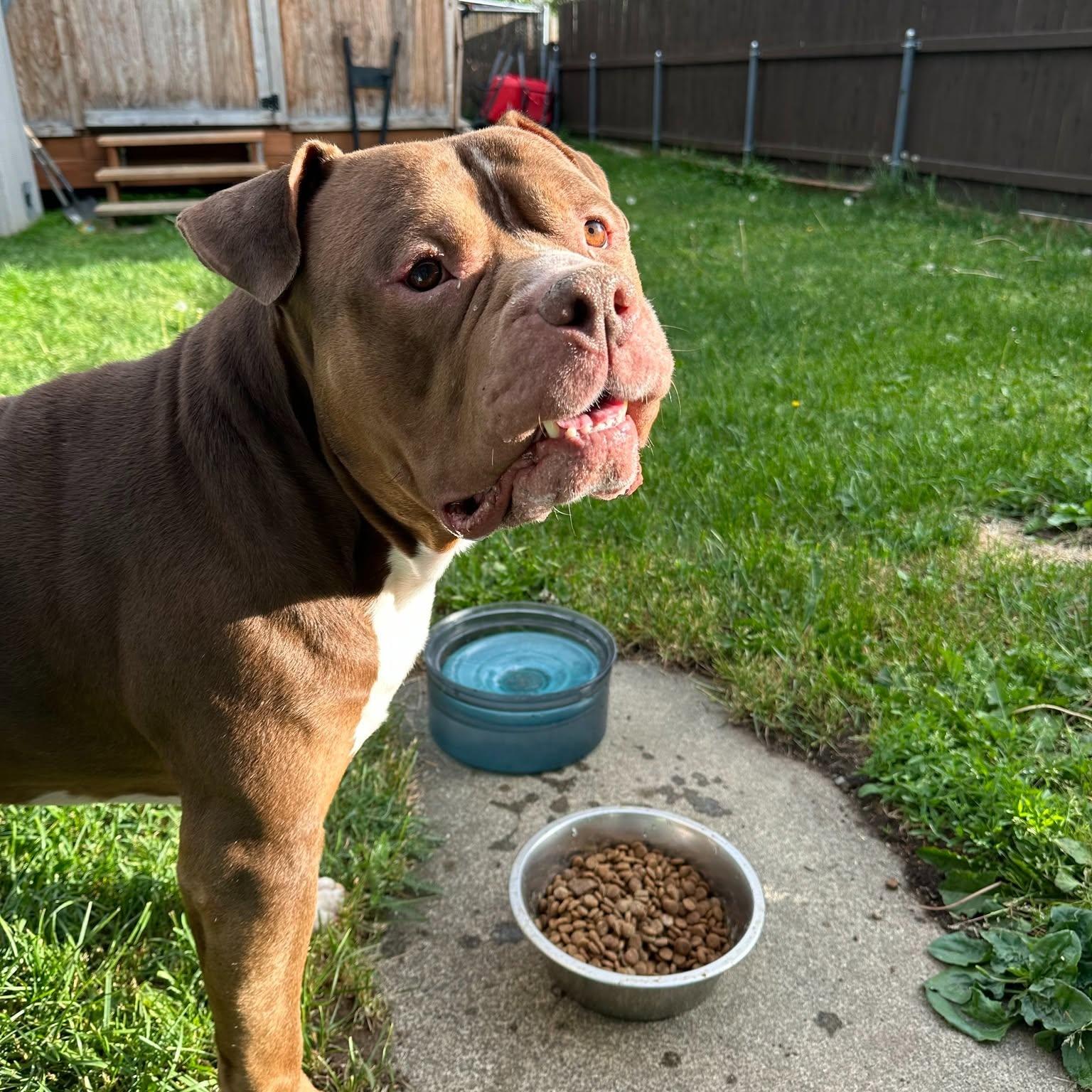 Enlarge Duke, a Adoptable Pit Bull Terrier in Anchorage, AK image 4/4