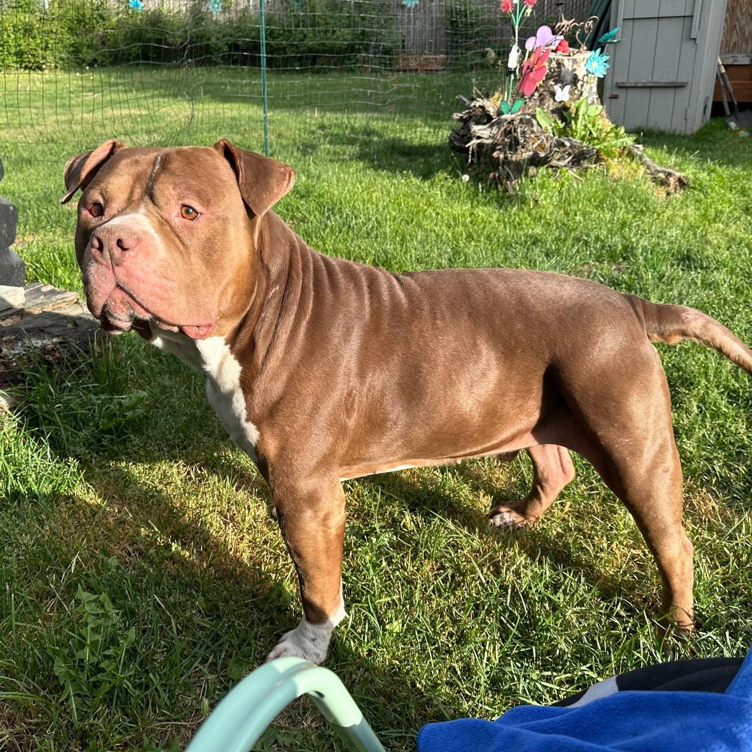 Enlarge Duke, a Adoptable Pit Bull Terrier in Anchorage, AK image 3/4