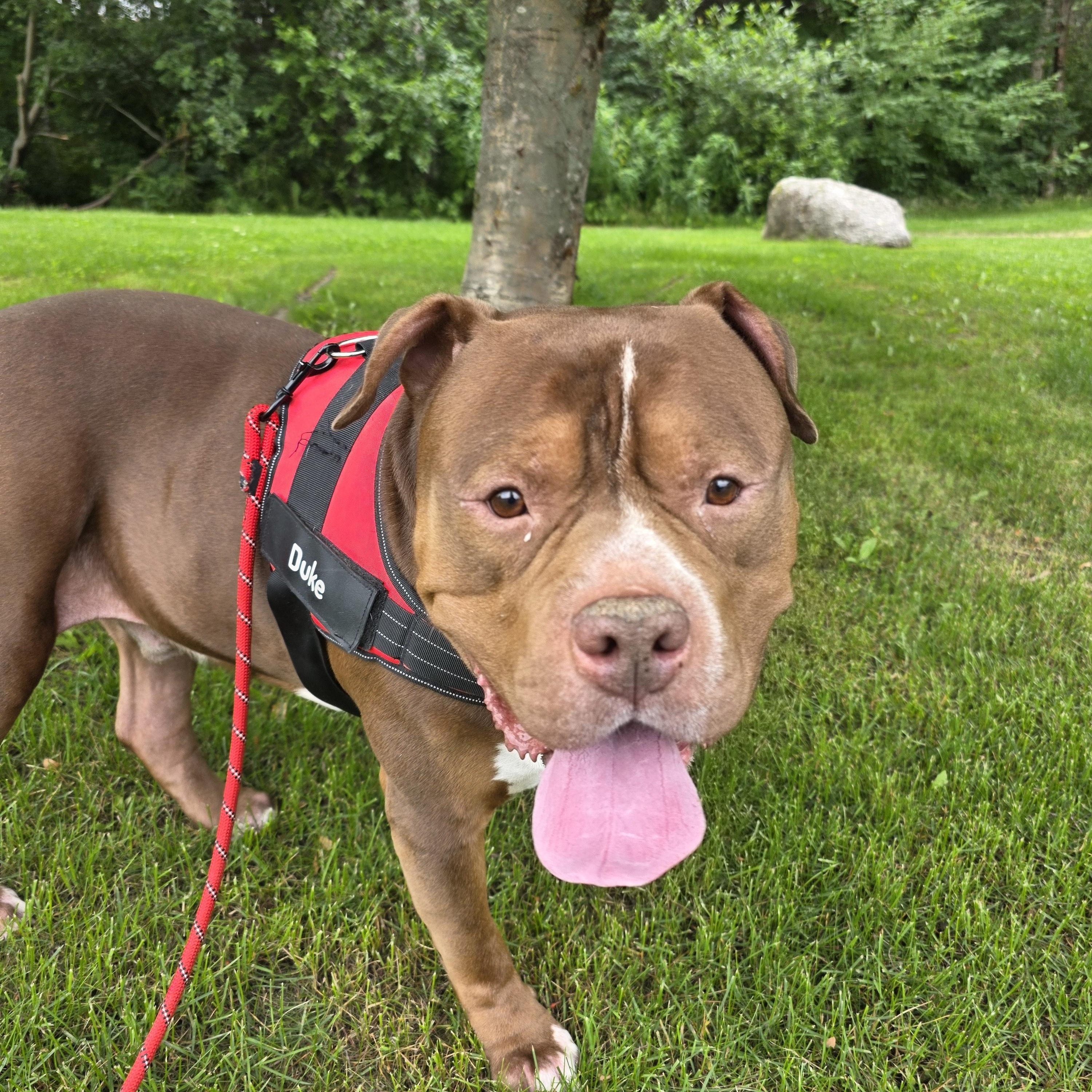 Enlarge Duke, a Adoptable Pit Bull Terrier in Anchorage, AK image 2/4