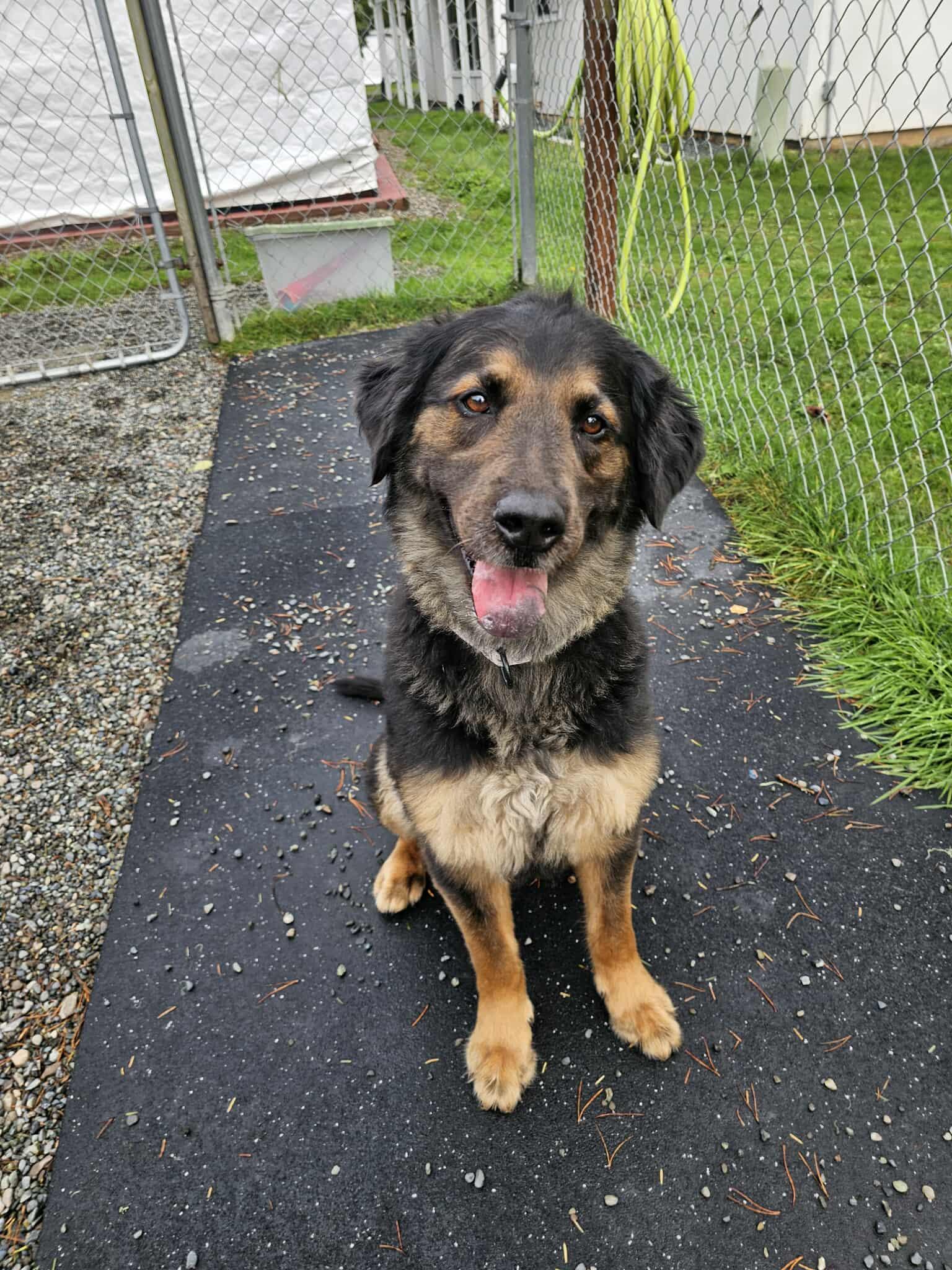 Bronson, Adoptable, Adult Male Shepherd & Rottweiler.