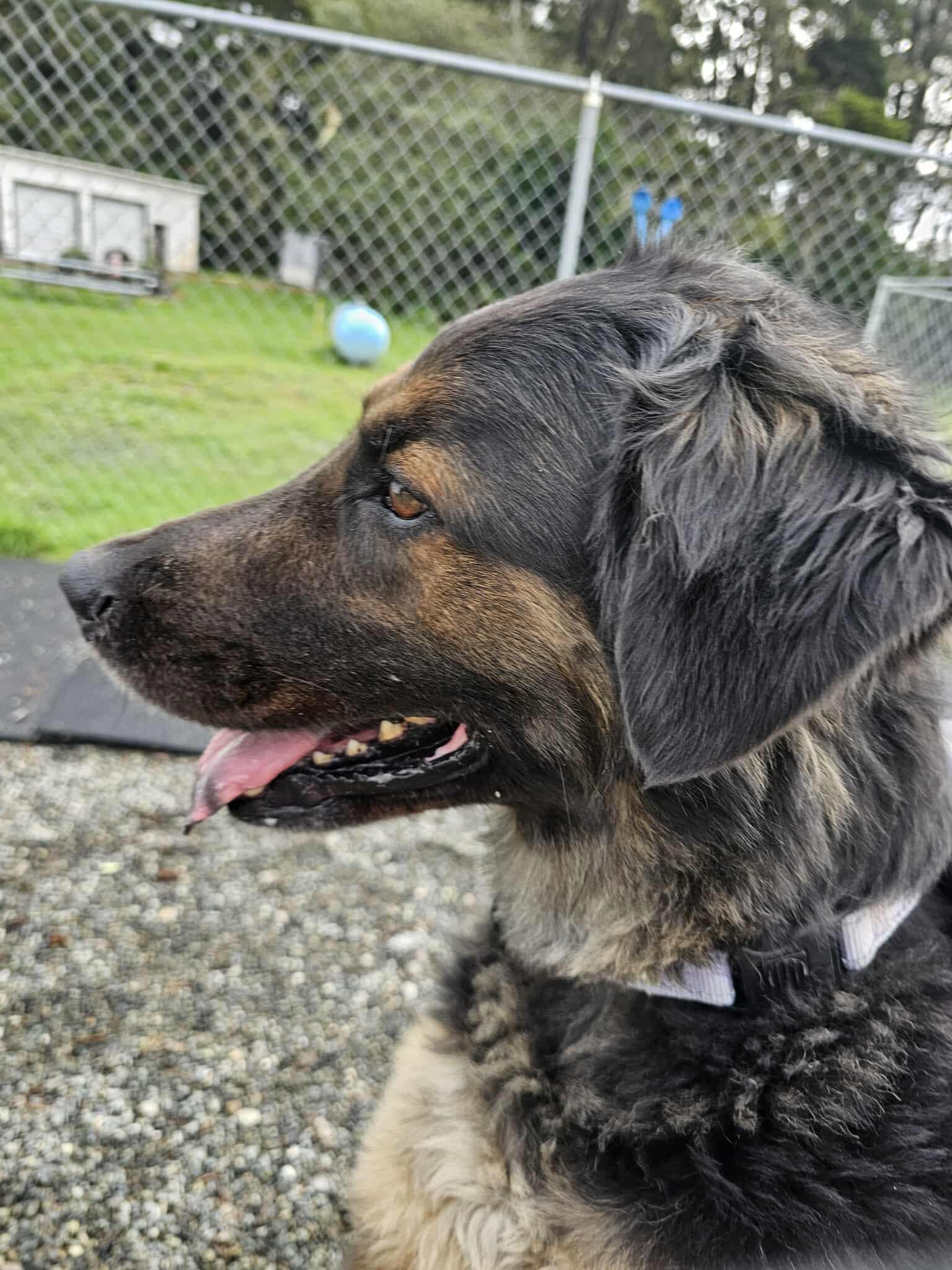 Bronson, a Adoptable mixed breed in Crescent city, CA image 2/5