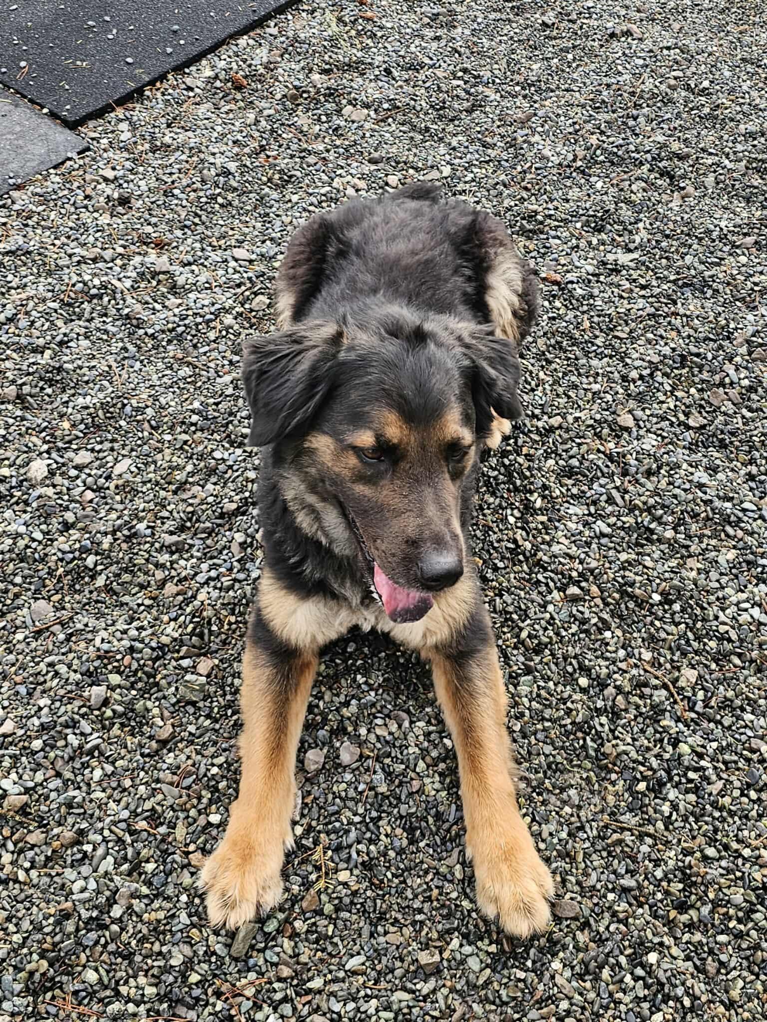 Bronson, a Adoptable mixed breed in Crescent city, CA image 3/5