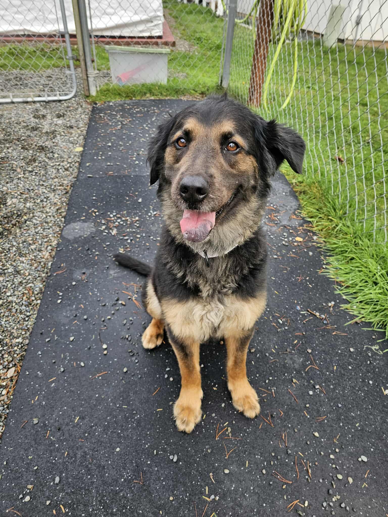 Bronson, a Adoptable mixed breed in Crescent city, CA image 4/5