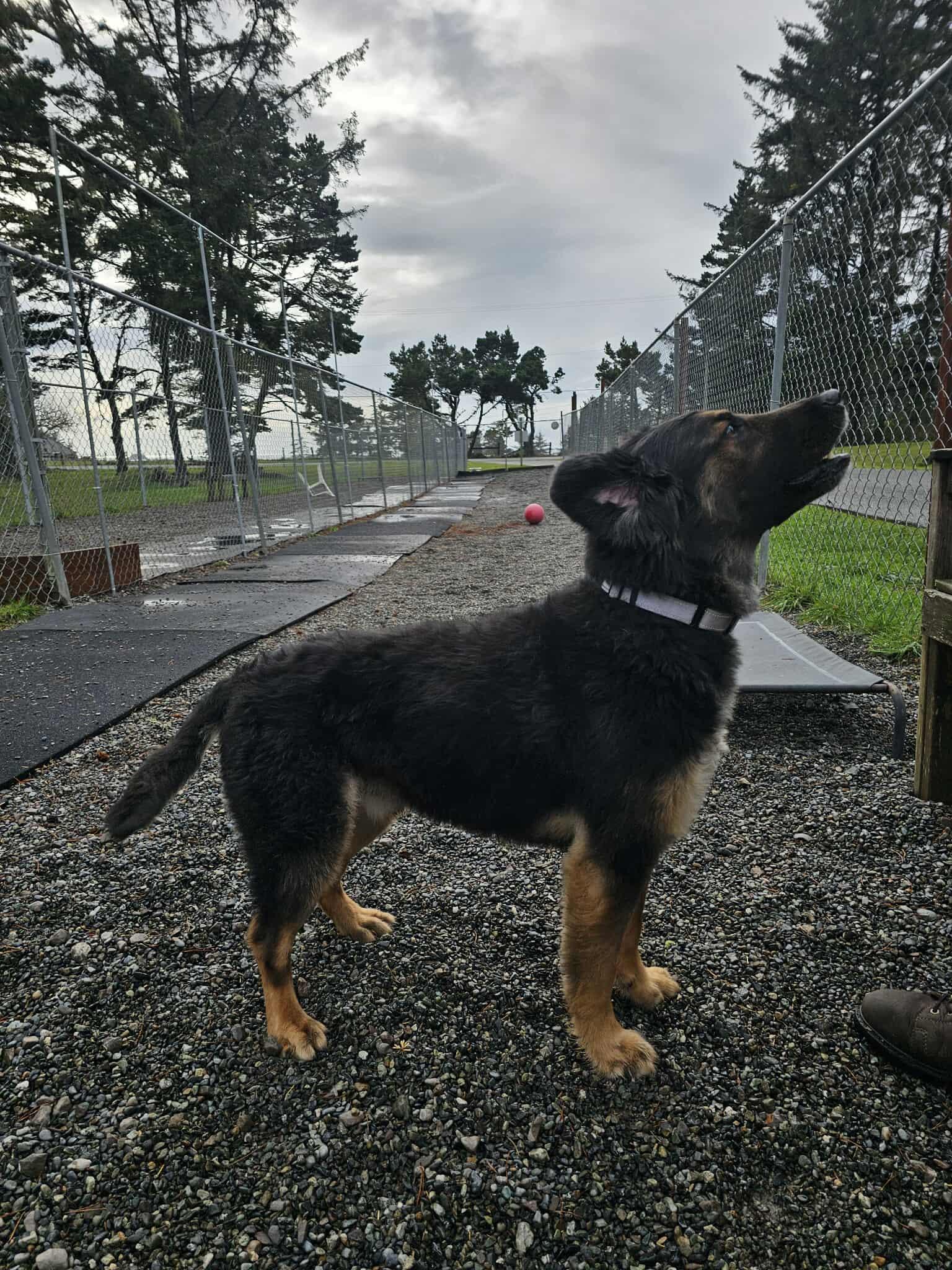 Bronson, a Adoptable mixed breed in Crescent city, CA image 5/5