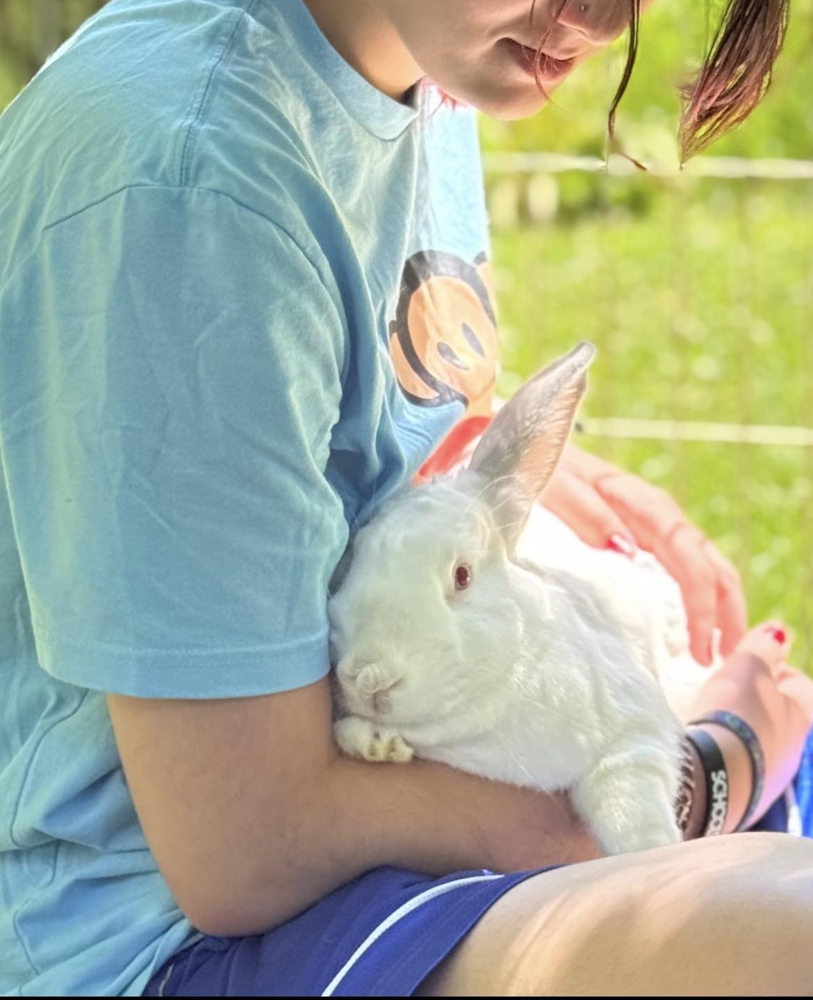 Fiona and Shrek, ADOPTABLE, Adult Male American.