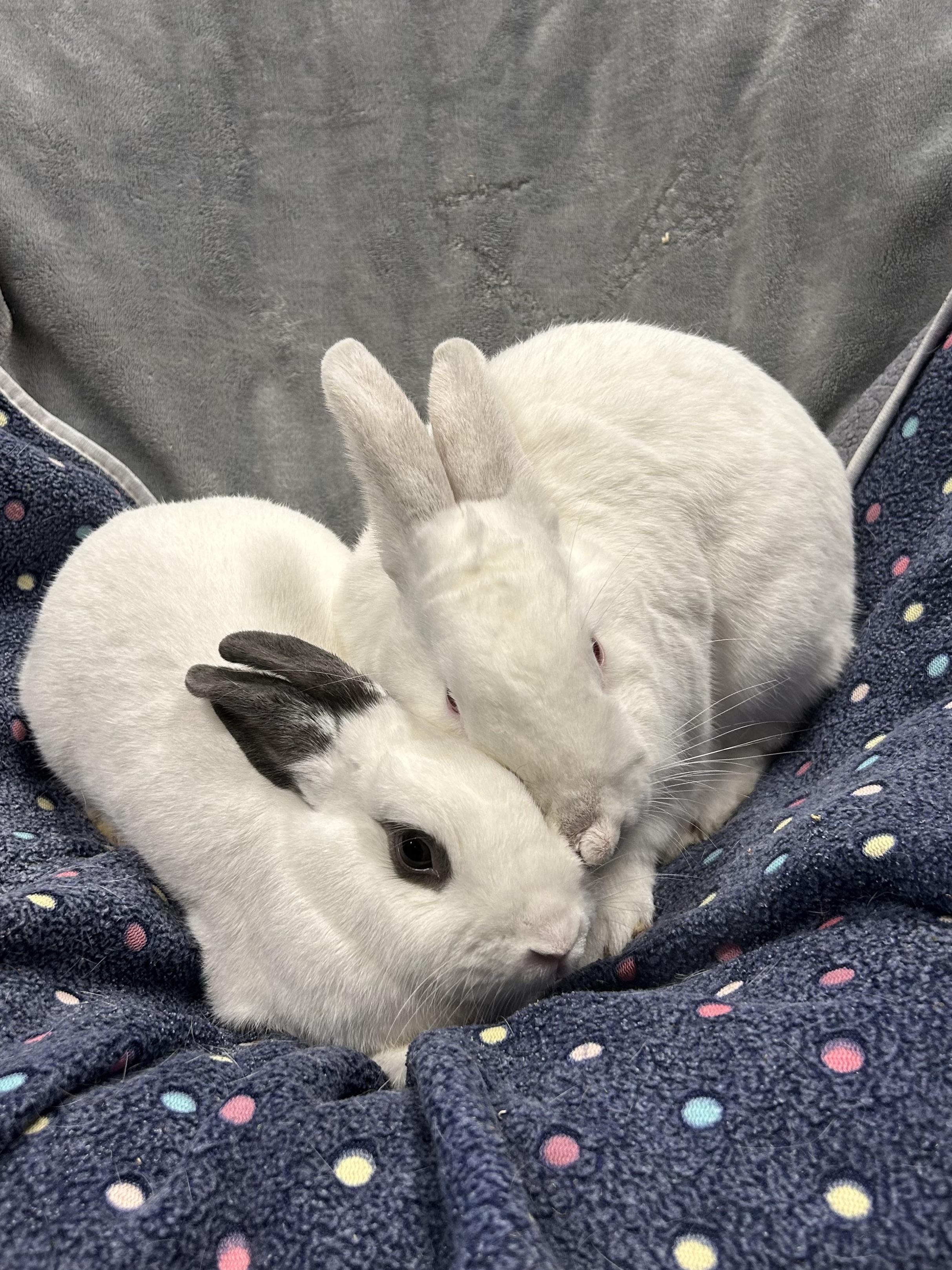 Enlarge Fiona and Shrek, a ADOPTABLE mixed breed in North salem, NY image 1/5