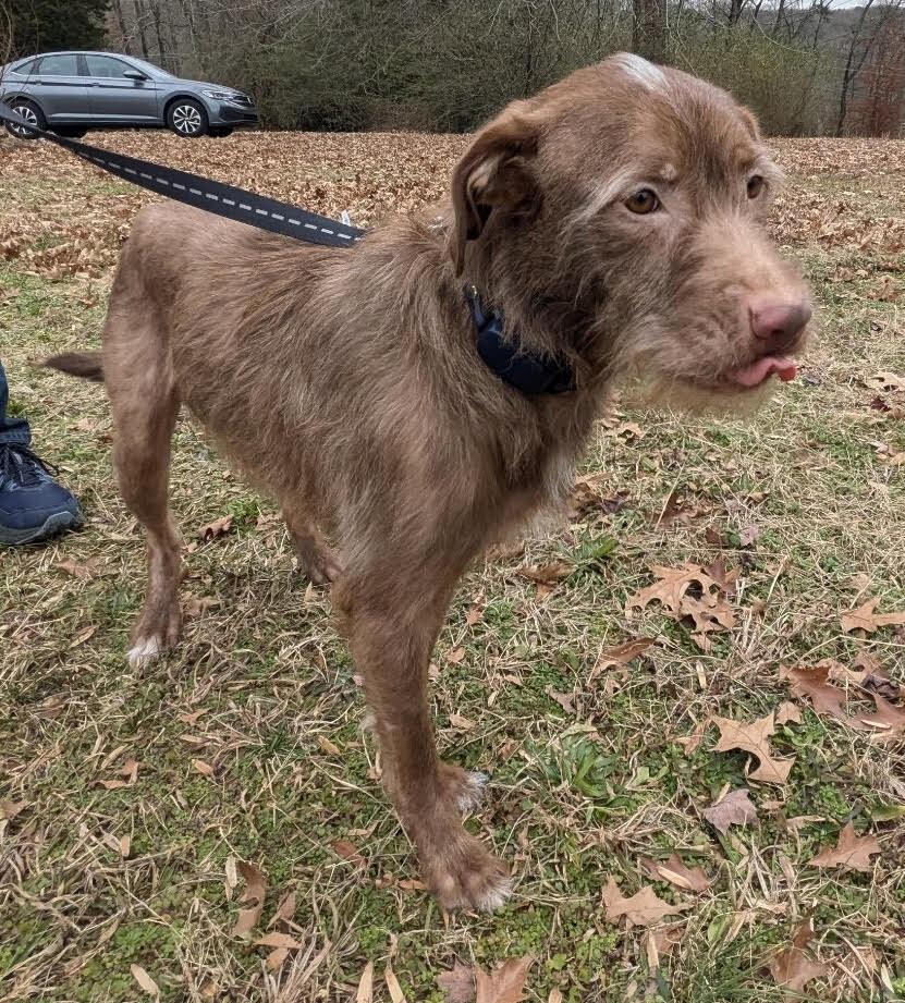 Tully, Adoptable, Young Male German Wirehaired Pointer.