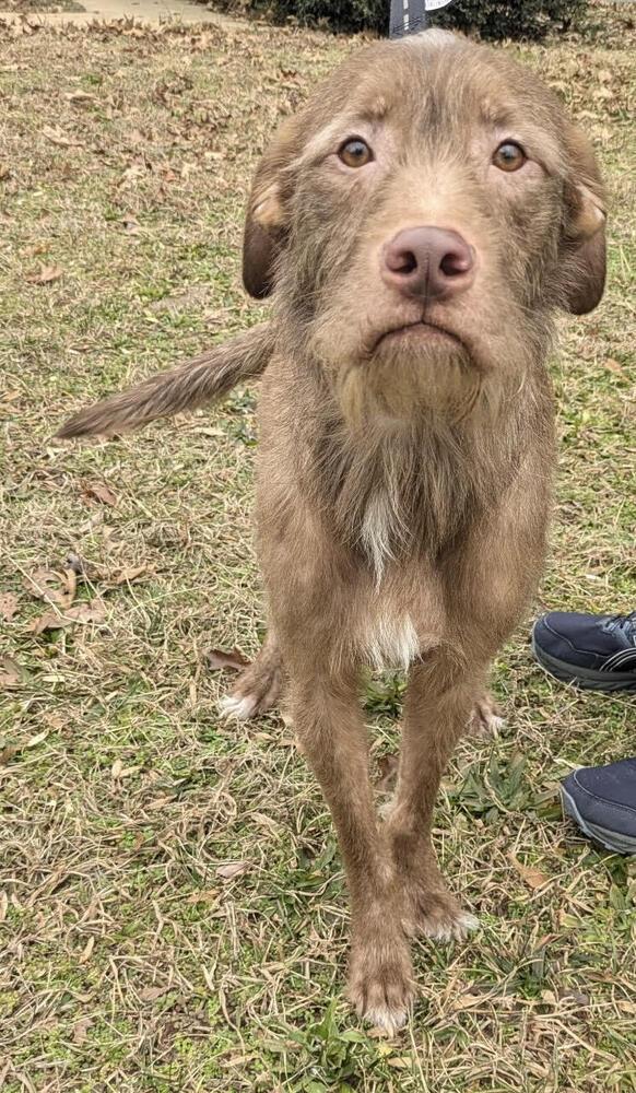 Enlarge Tully, a Adoptable mixed breed in Chattanooga, TN image 2/5