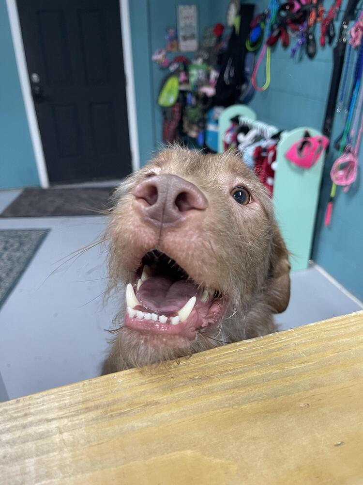 Enlarge Tully, a Adoptable mixed breed in Chattanooga, TN image 3/5