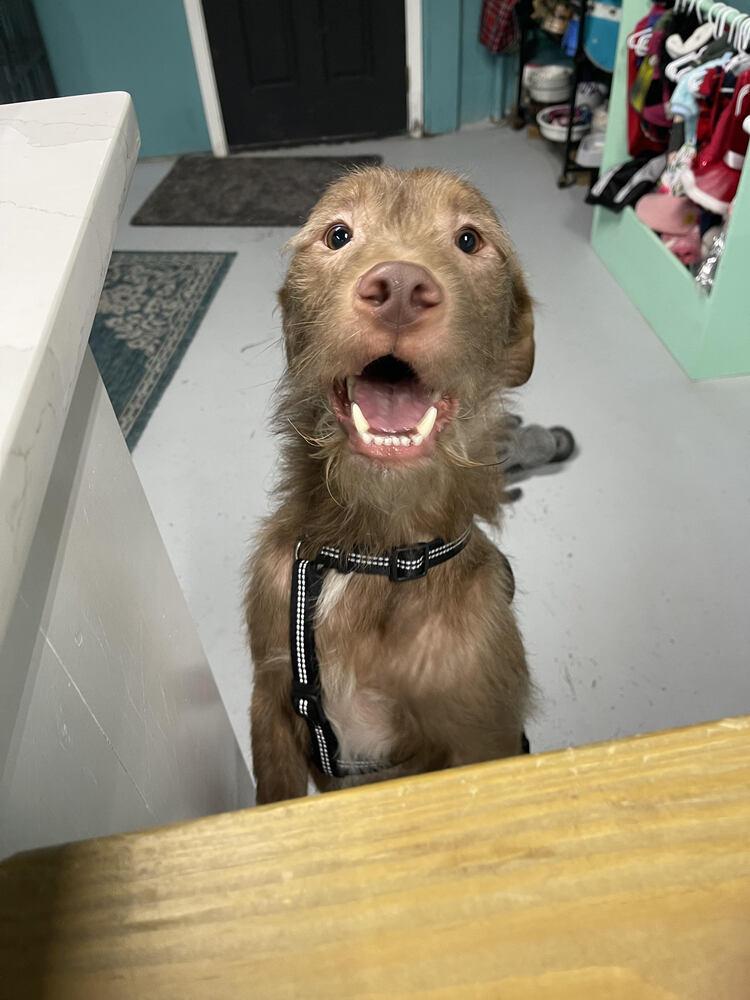 Enlarge Tully, a Adoptable mixed breed in Chattanooga, TN image 4/5