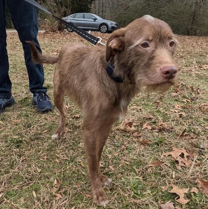 Enlarge Tully, a Adoptable mixed breed in Chattanooga, TN image 5/5