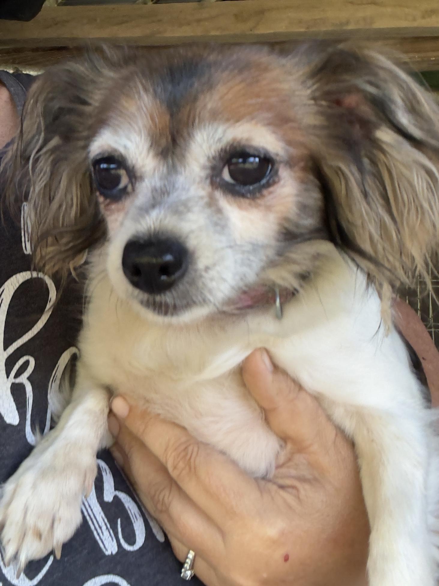 Dottie-Mae, an adopted mixed breed in South Saint Paul, MN image 2/5