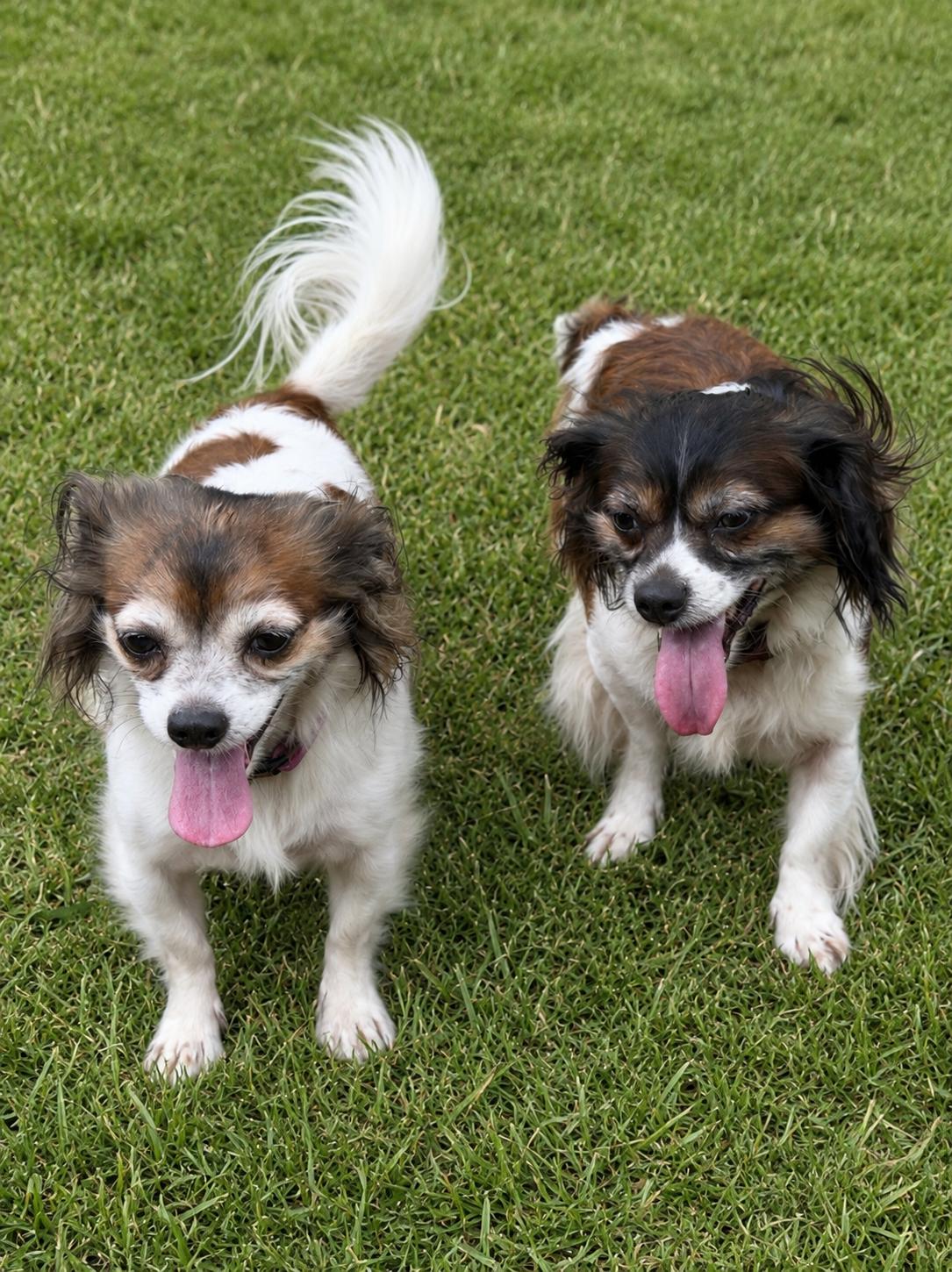 Dottie-Mae, an adopted mixed breed in South Saint Paul, MN image 4/5