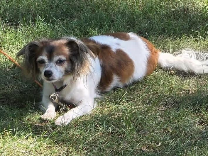 Dottie-Mae, an adopted mixed breed in South Saint Paul, MN image 3/5