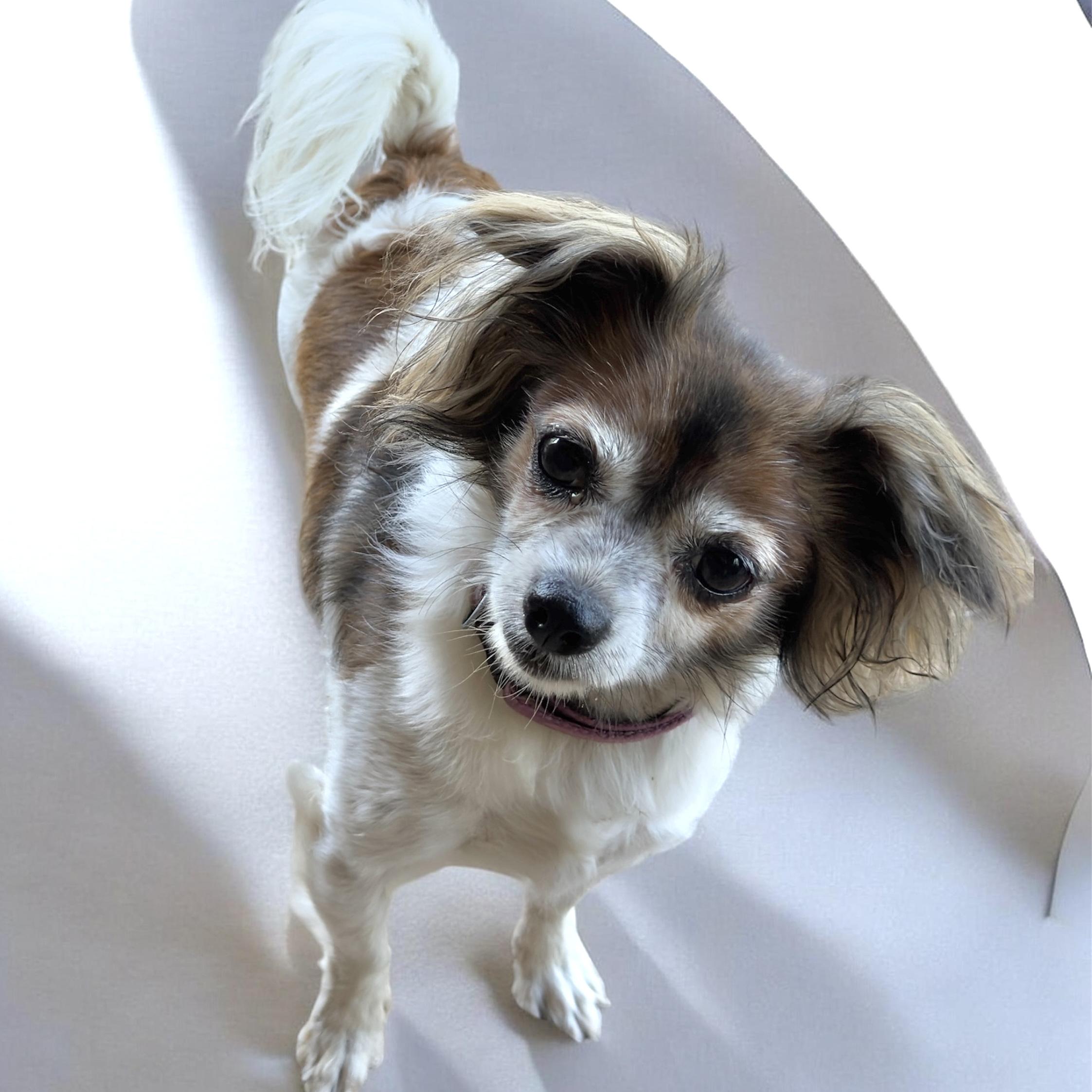 Dottie-Mae, an adopted mixed breed in South Saint Paul, MN image 5/5