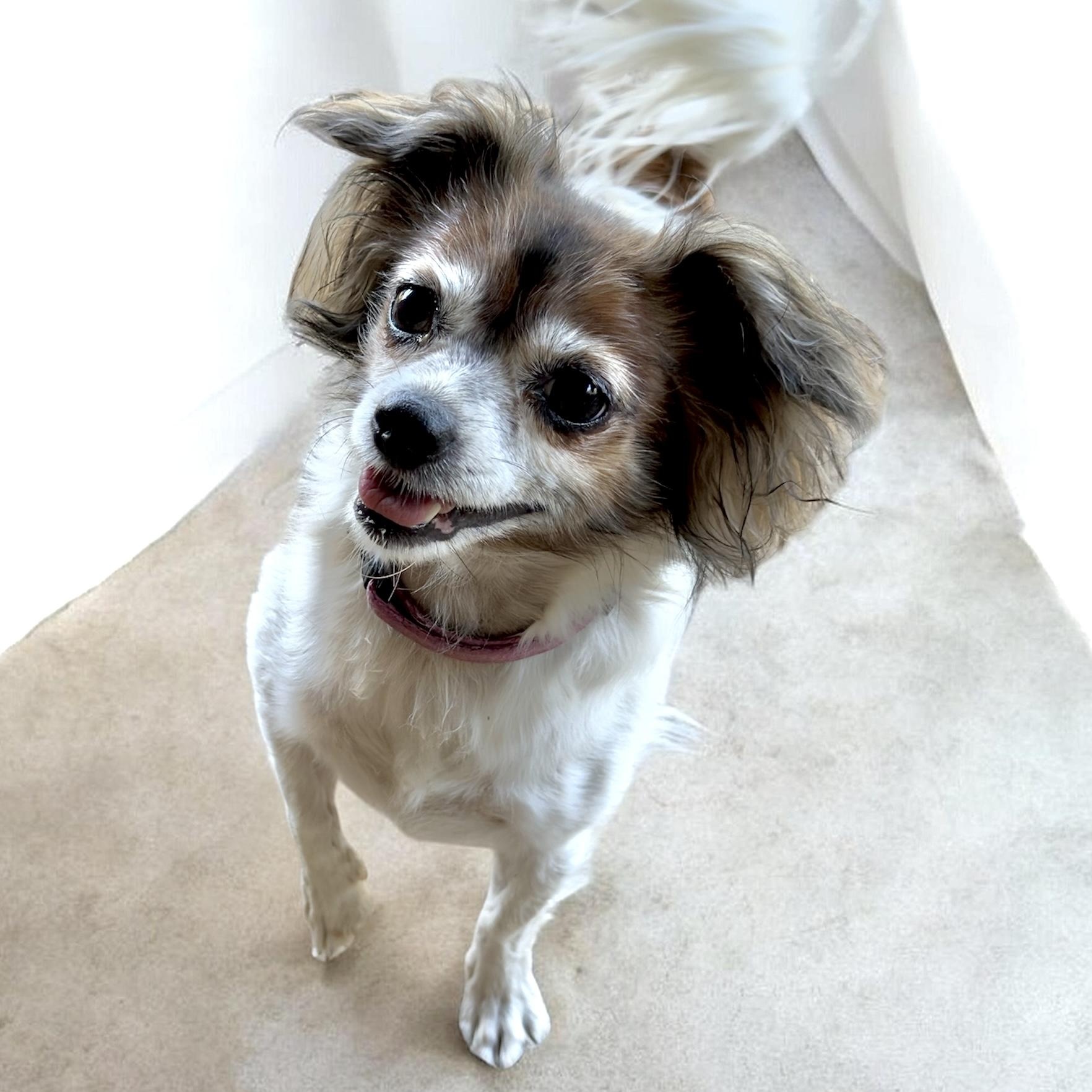 Dottie-Mae, an adopted mixed breed in South Saint Paul, MN image 1/5