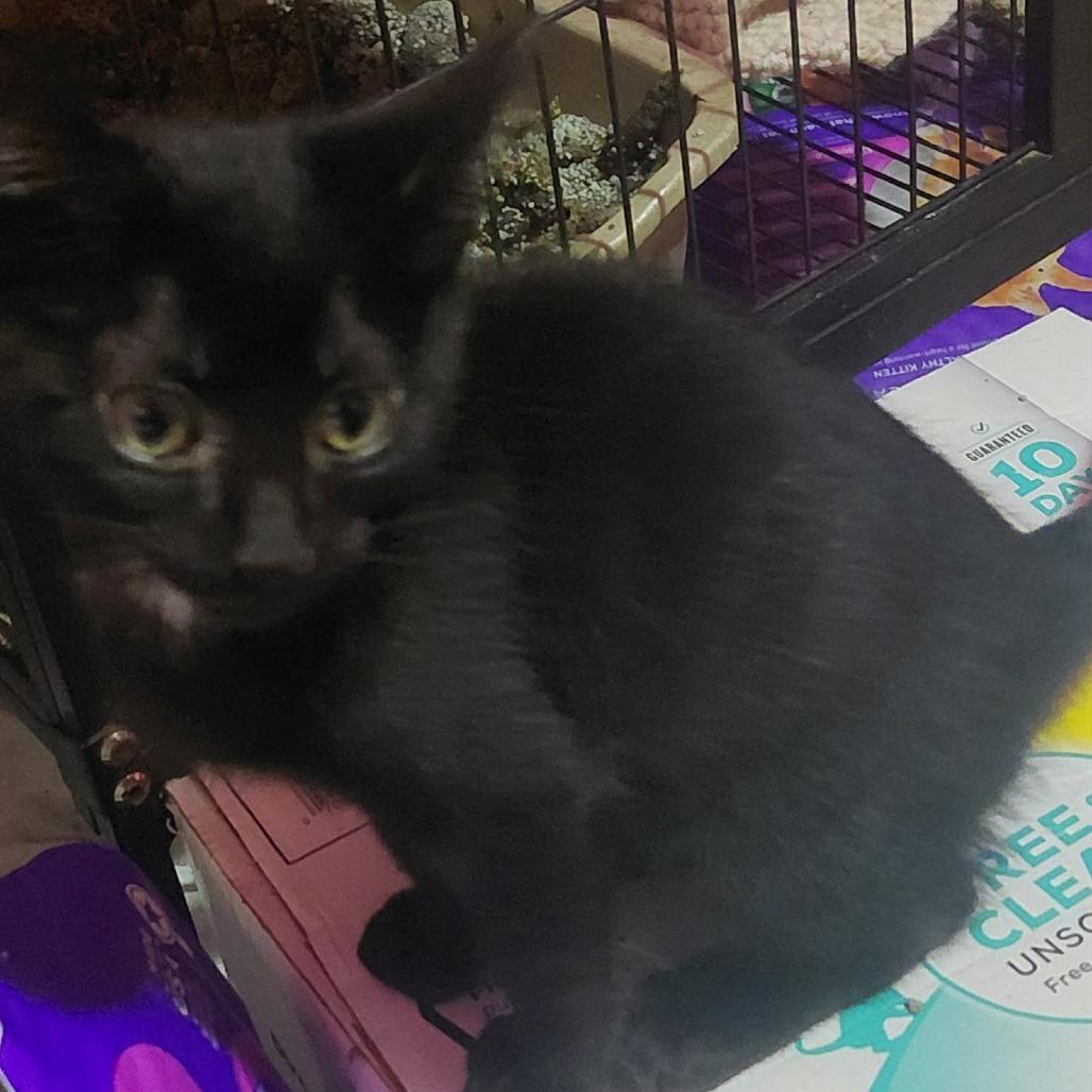 Enlarge Little Old Me, a Adoptable Domestic Short Hair in Newcastle, OK image 1/2