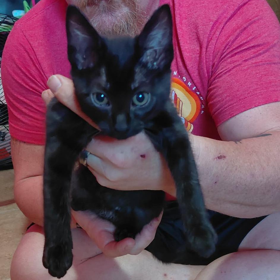 Enlarge Little Old Me, a Adoptable Domestic Short Hair in Newcastle, OK image 2/2