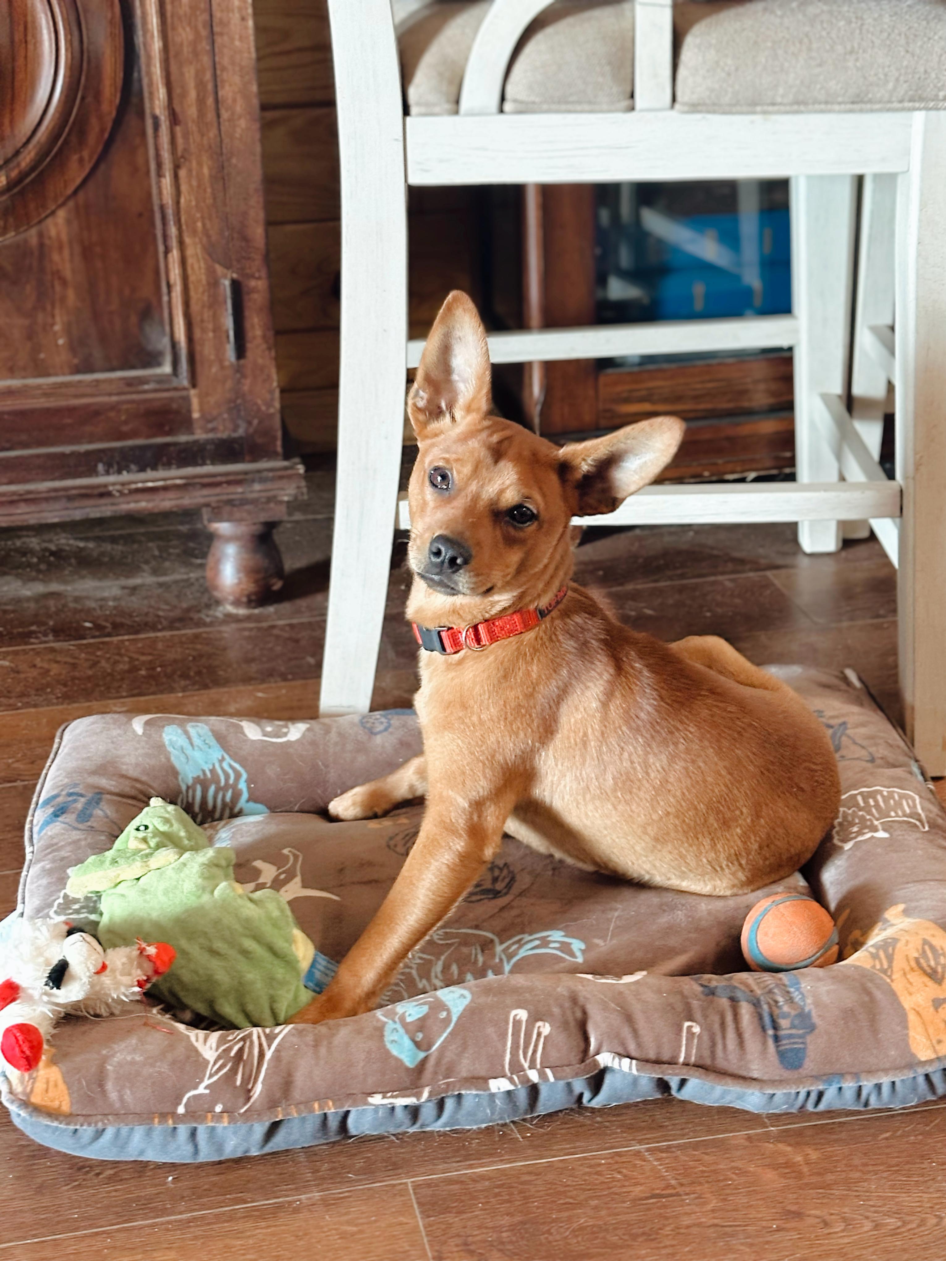 Enlarge Squeaky Pete, an adopted mixed breed in Douglas, GA image 2/3