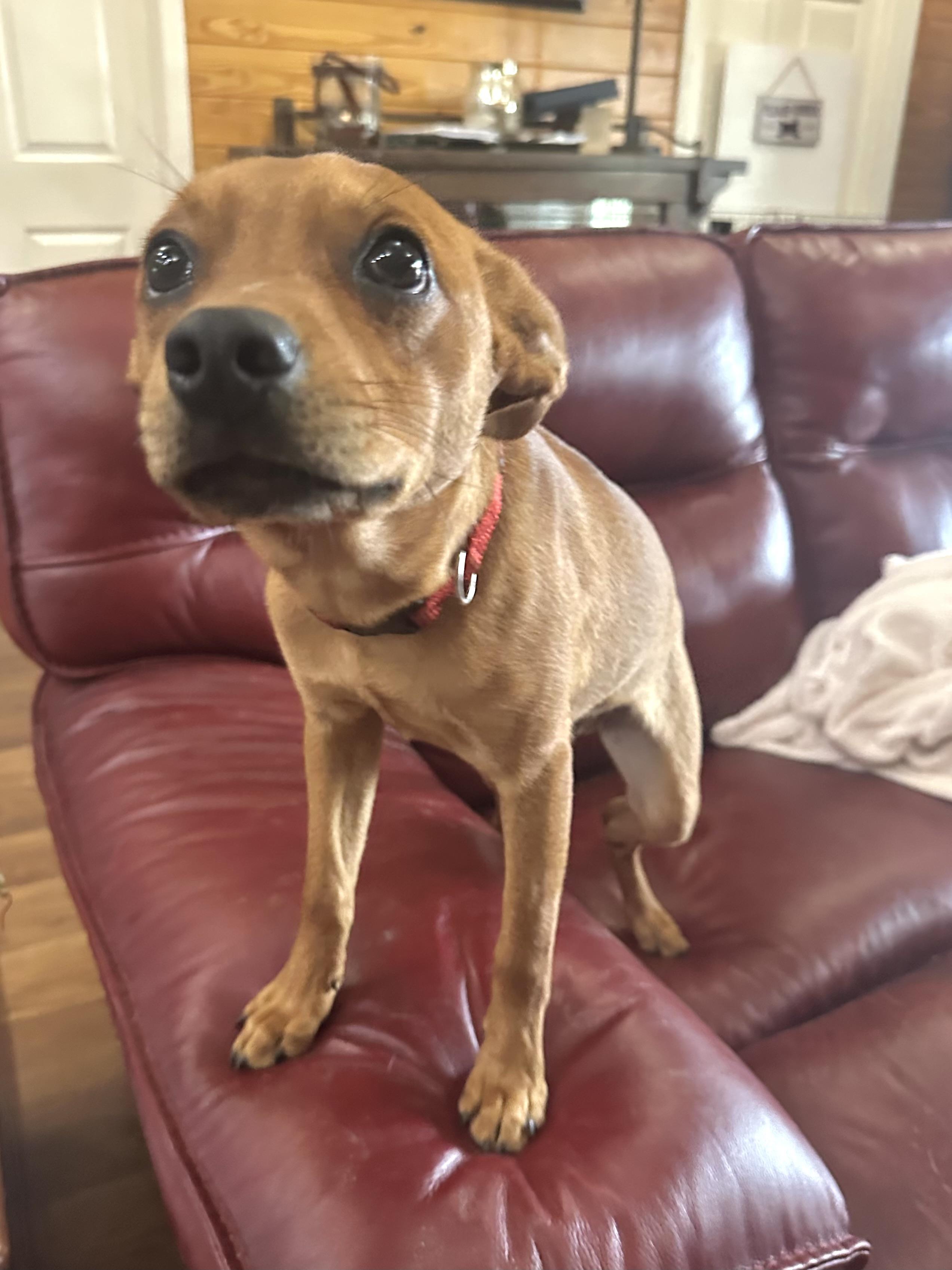 Enlarge Squeaky Pete, an adopted mixed breed in Douglas, GA image 3/3