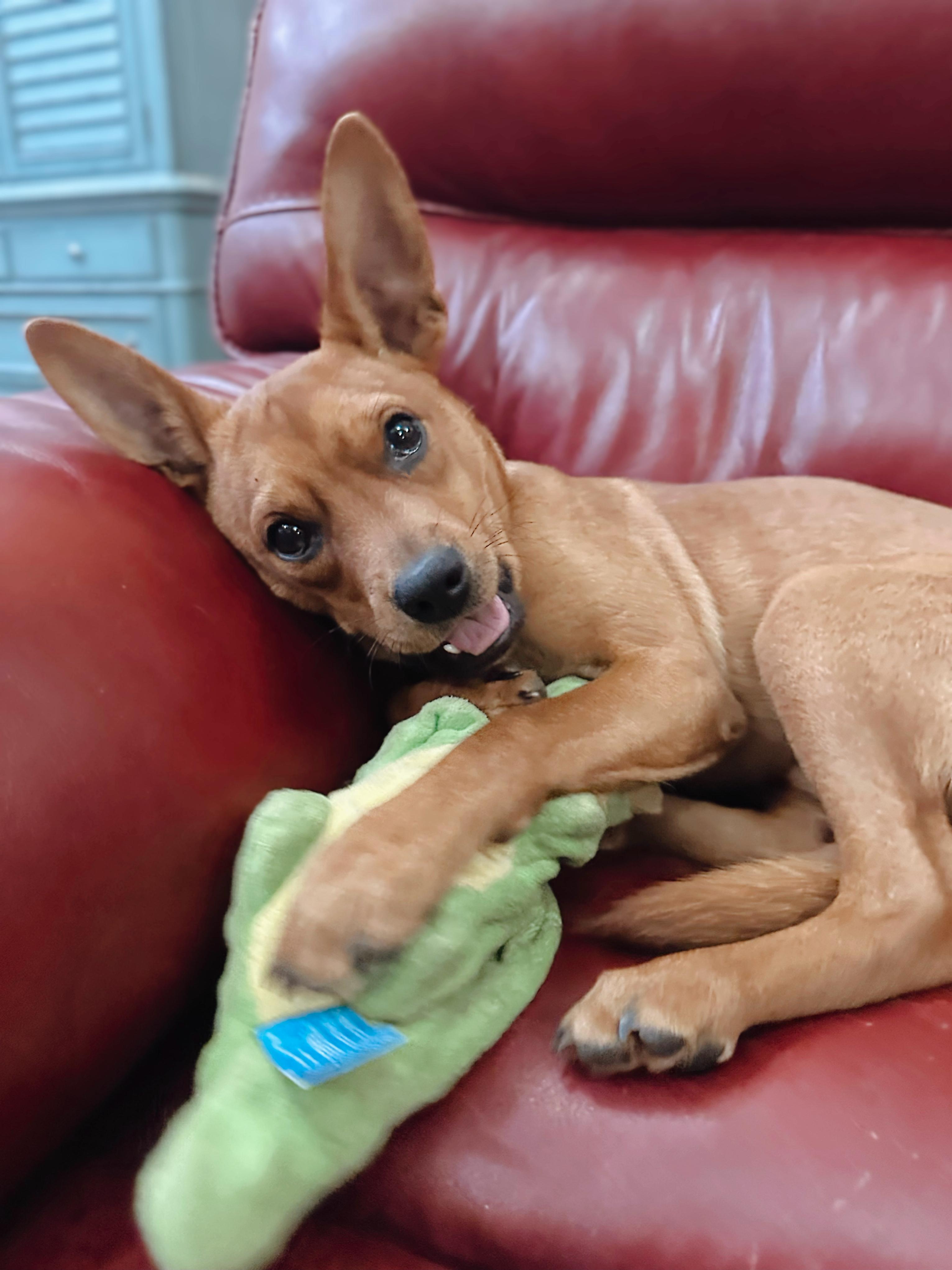 Squeaky Pete, adopted, Puppy Male Chihuahua.