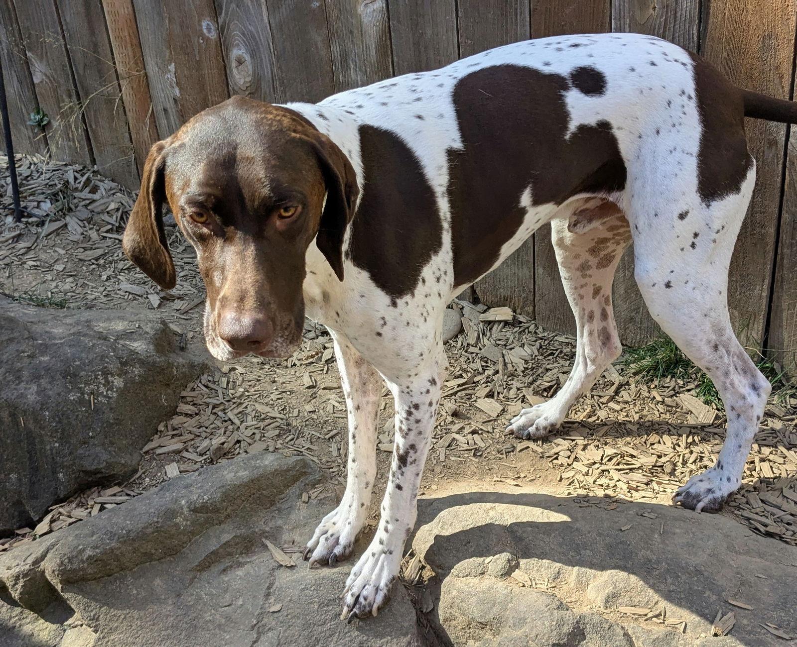 Enlarge Dobby, a Adoptable German Shorthaired Pointer in St. Helens, OR image 1/3