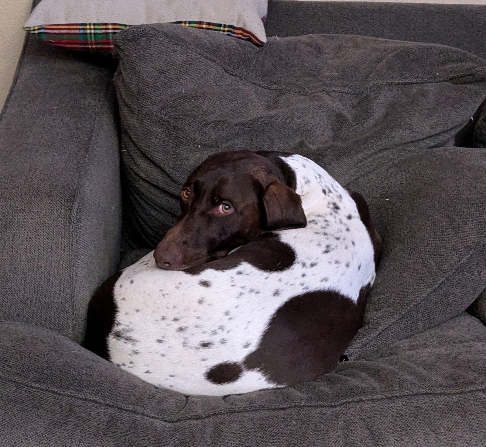 Enlarge Dobby, a Adoptable German Shorthaired Pointer in St. Helens, OR image 2/3