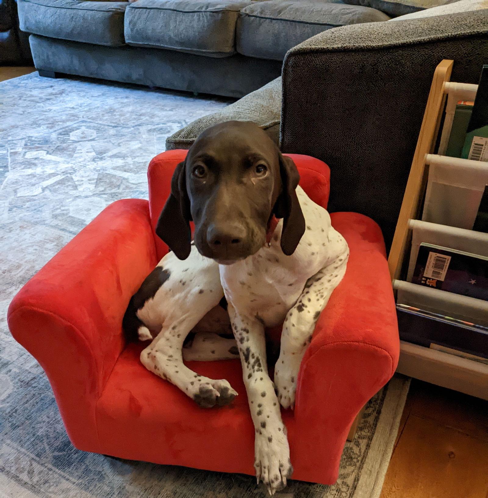 Enlarge Dobby, a Adoptable German Shorthaired Pointer in St. Helens, OR image 3/3