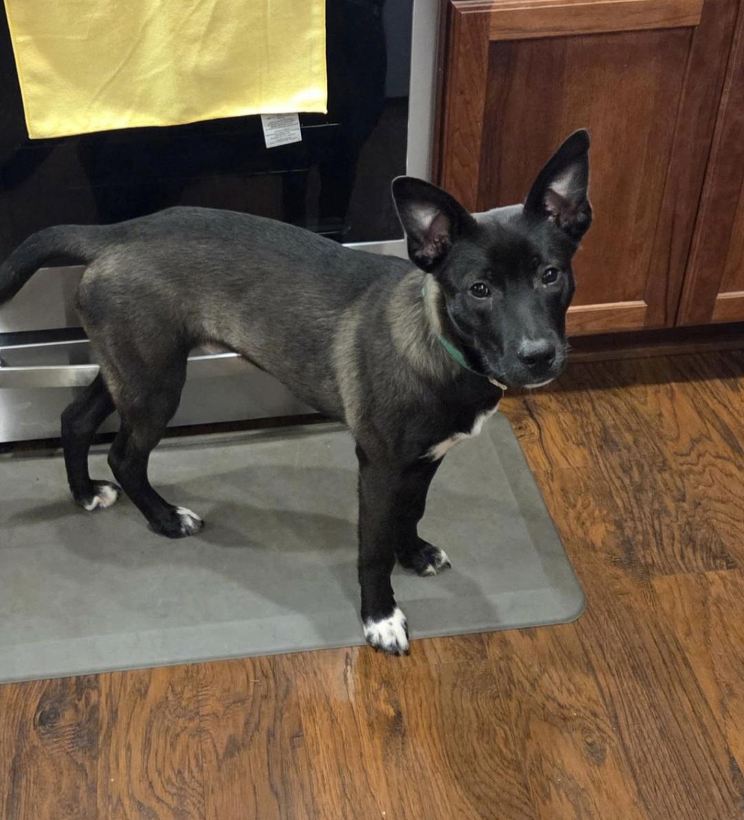 Enlarge Rusty, a Adoptable mixed breed in Tacoma, WA image 1/2