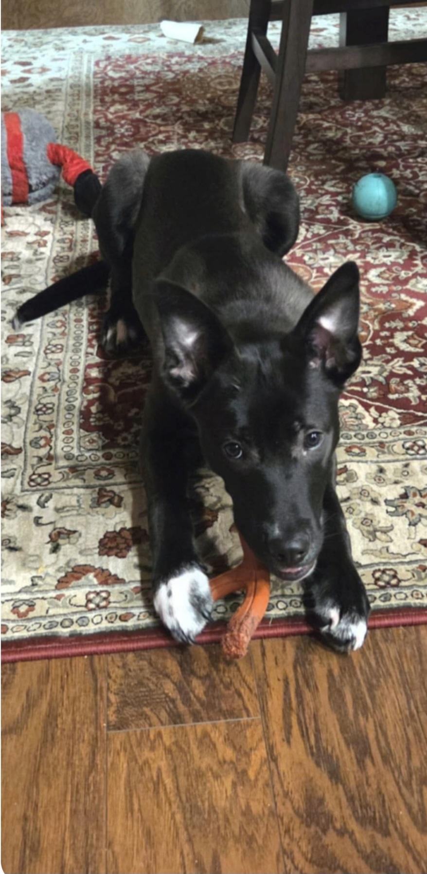 Enlarge Rusty, a Adoptable mixed breed in Tacoma, WA image 2/2