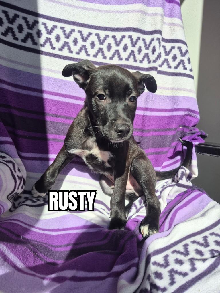Enlarge Rusty, a Adoptable mixed breed in Tacoma, WA image 1/1