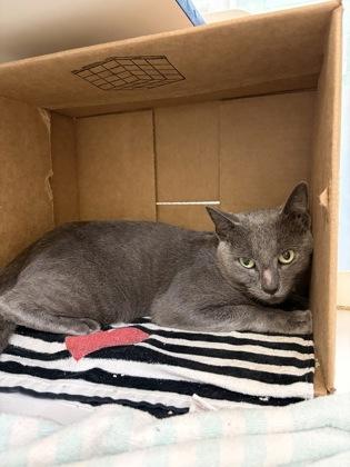Oscar the Grouch, Adoptable, Adult Male Domestic Short Hair & Domestic Short Hair.