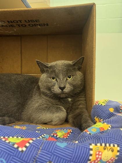 Enlarge Oscar the Grouch, a Adoptable mixed breed in Vero Beach, FL image 2/2