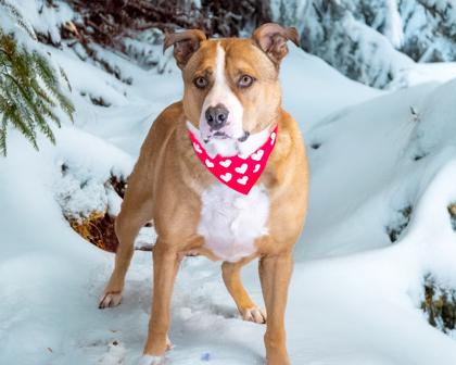 Brutus, Adoptable, Adult Male Pit Bull Terrier & Mixed Breed.