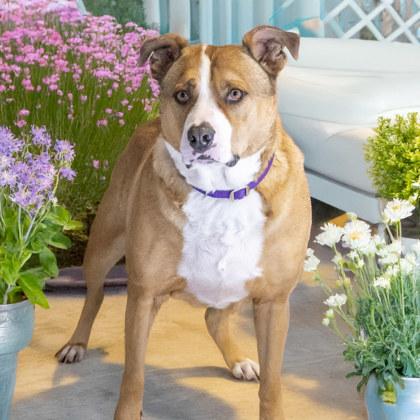 Brutus, Adoptable, Adult Male Pit Bull Terrier & Mixed Breed.