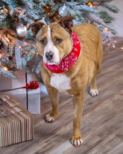 Brutus, Adoptable, Adult Male Pit Bull Terrier & Mixed Breed.